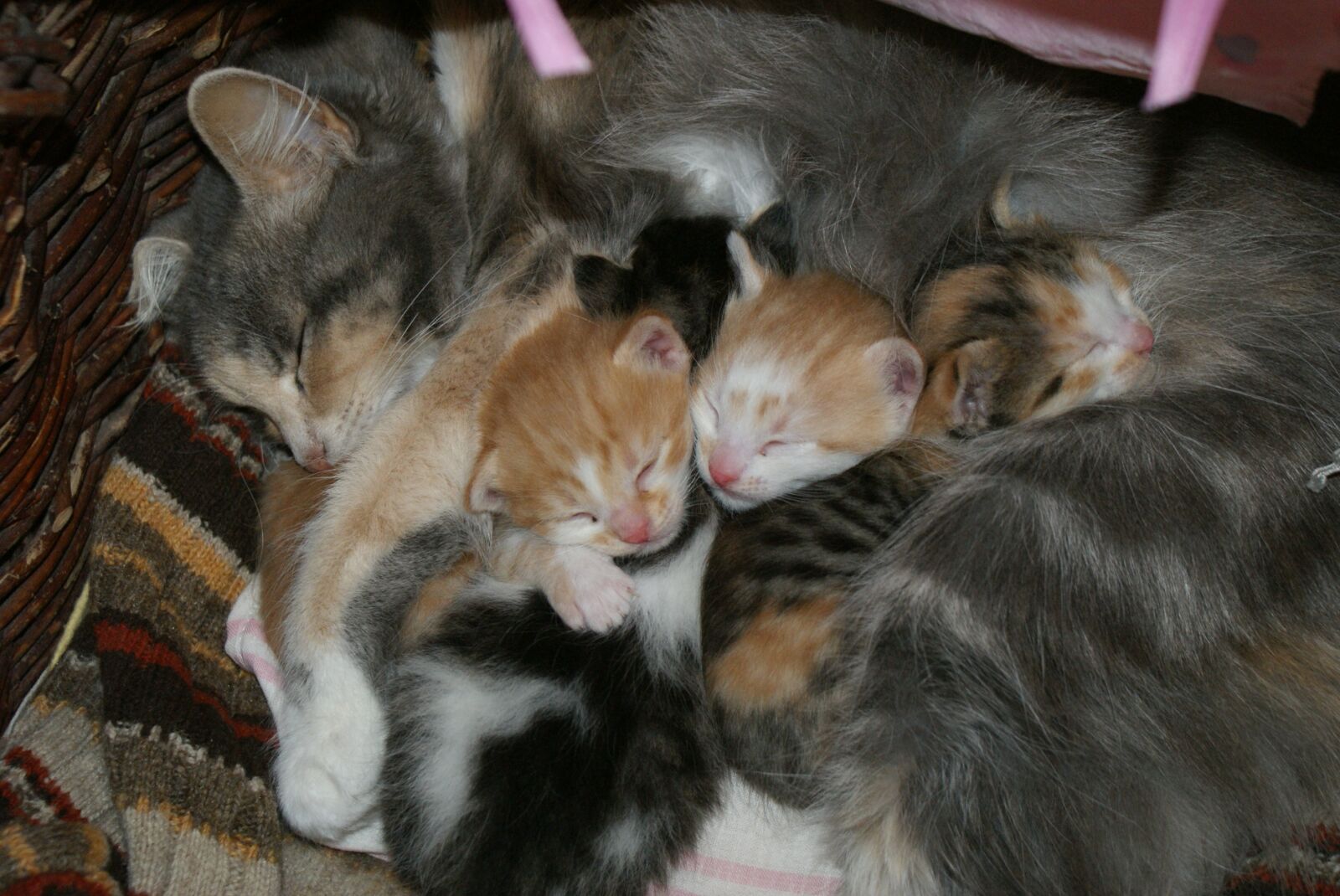 Sony Alpha DSLR-A300 sample photo. Baby, cats, mama photography