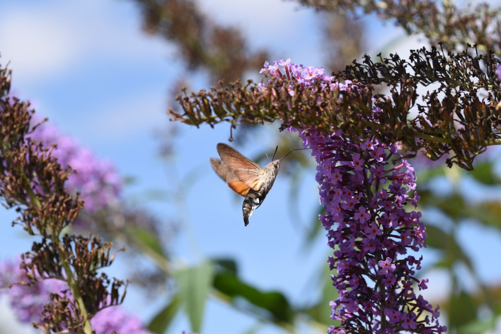Nikon D5500 sample photo. Hummingbird hawk moth, macro photography