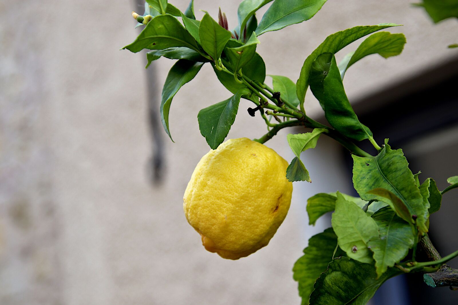 Canon EOS 800D (EOS Rebel T7i / EOS Kiss X9i) sample photo. Lemon tree, lemon, the photography