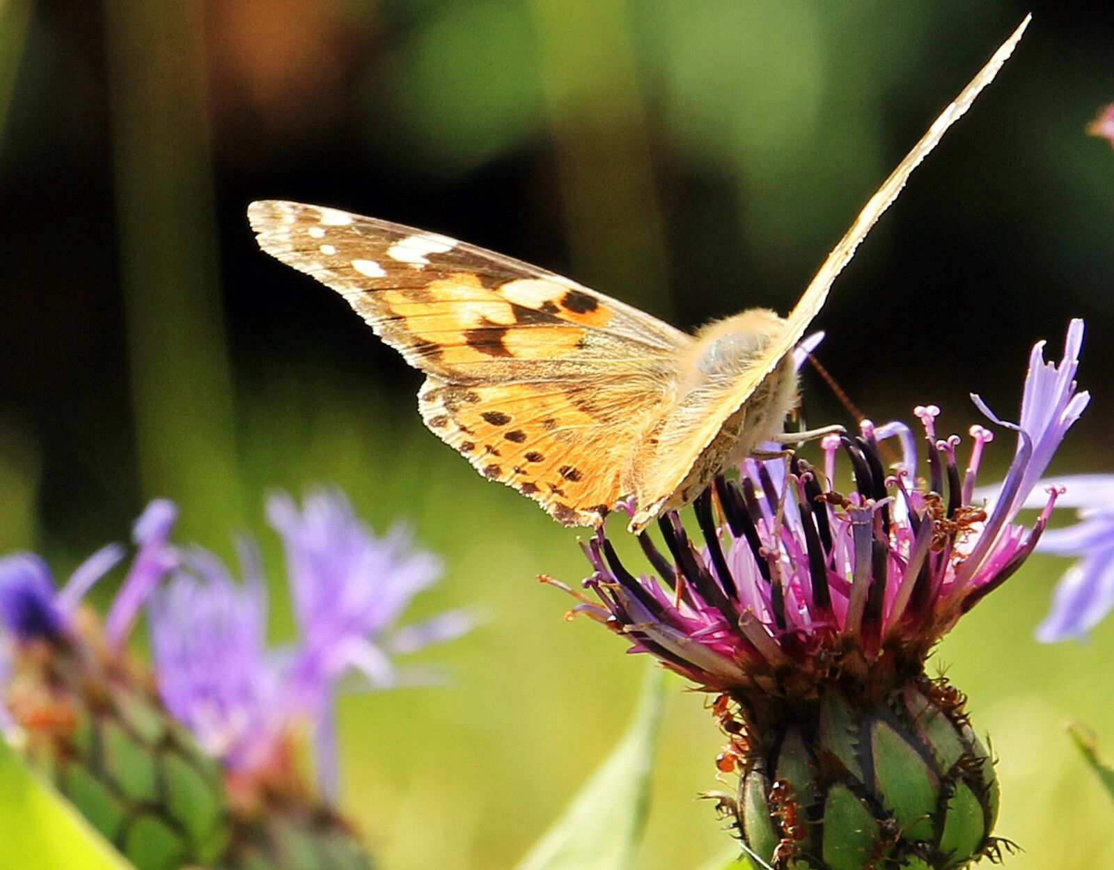 Canon EOS 550D (EOS Rebel T2i / EOS Kiss X4) sample photo. Butterfly, cornflower, ants photography