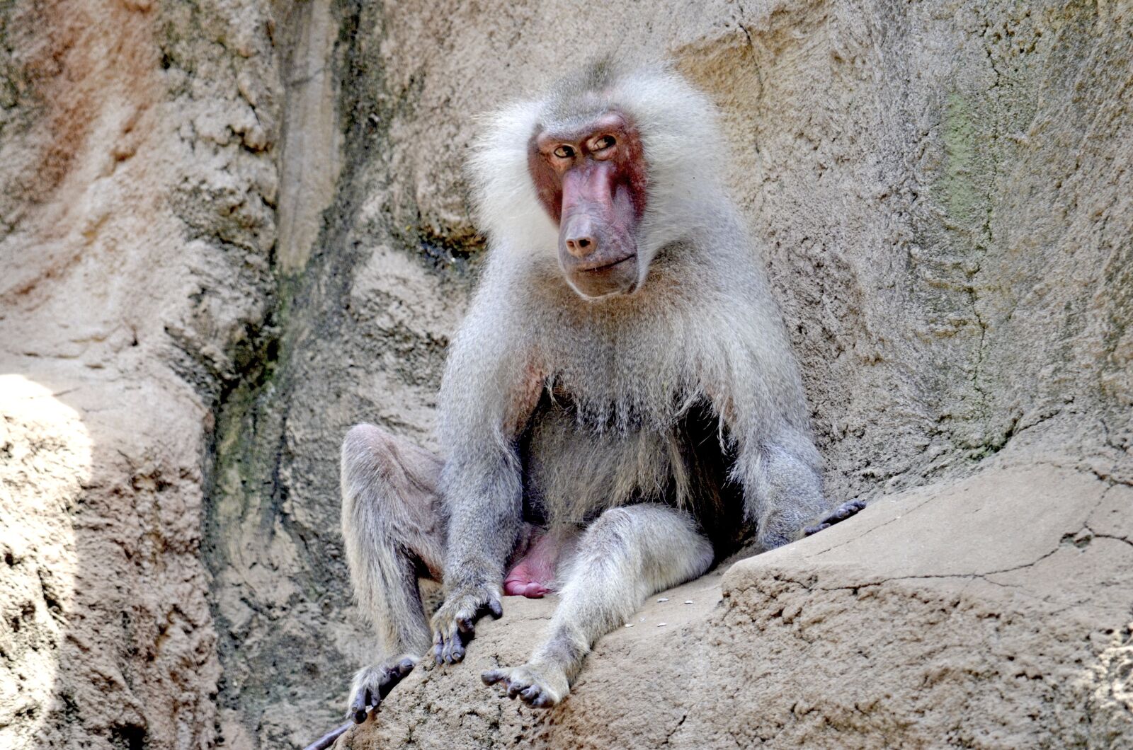 Nikon D5100 sample photo. Baboon, monkey, old photography