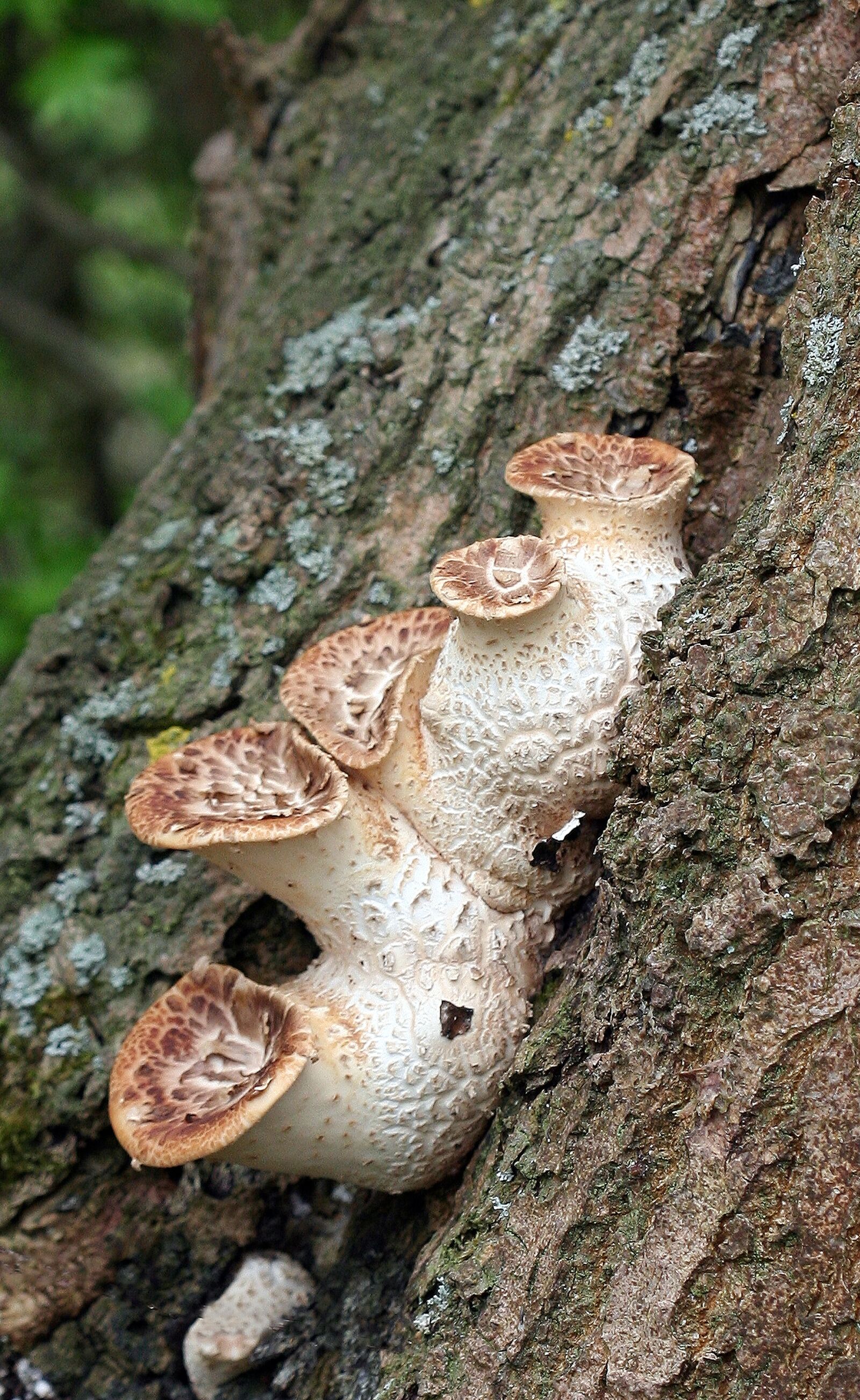 Canon EOS 350D (EOS Digital Rebel XT / EOS Kiss Digital N) sample photo. Mushroom, toadstool, poisonous photography