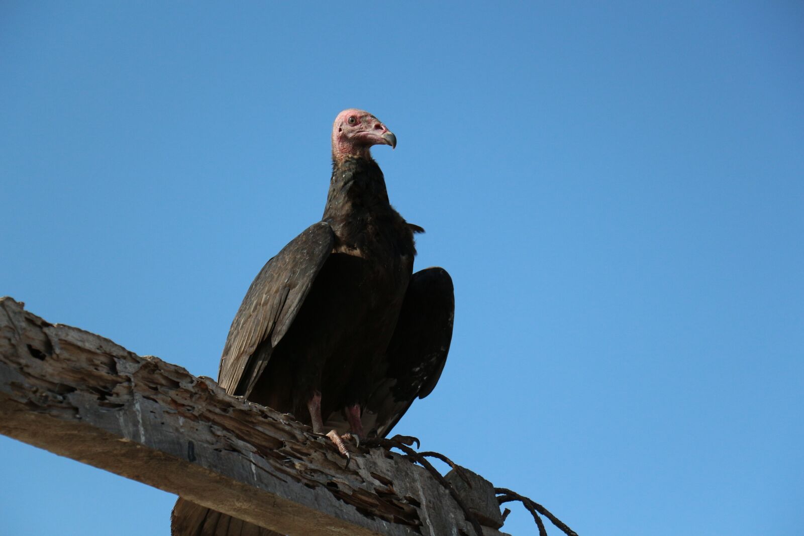 Canon EOS 650D (EOS Rebel T4i / EOS Kiss X6i) sample photo. Gallinazo, ave, vulture photography