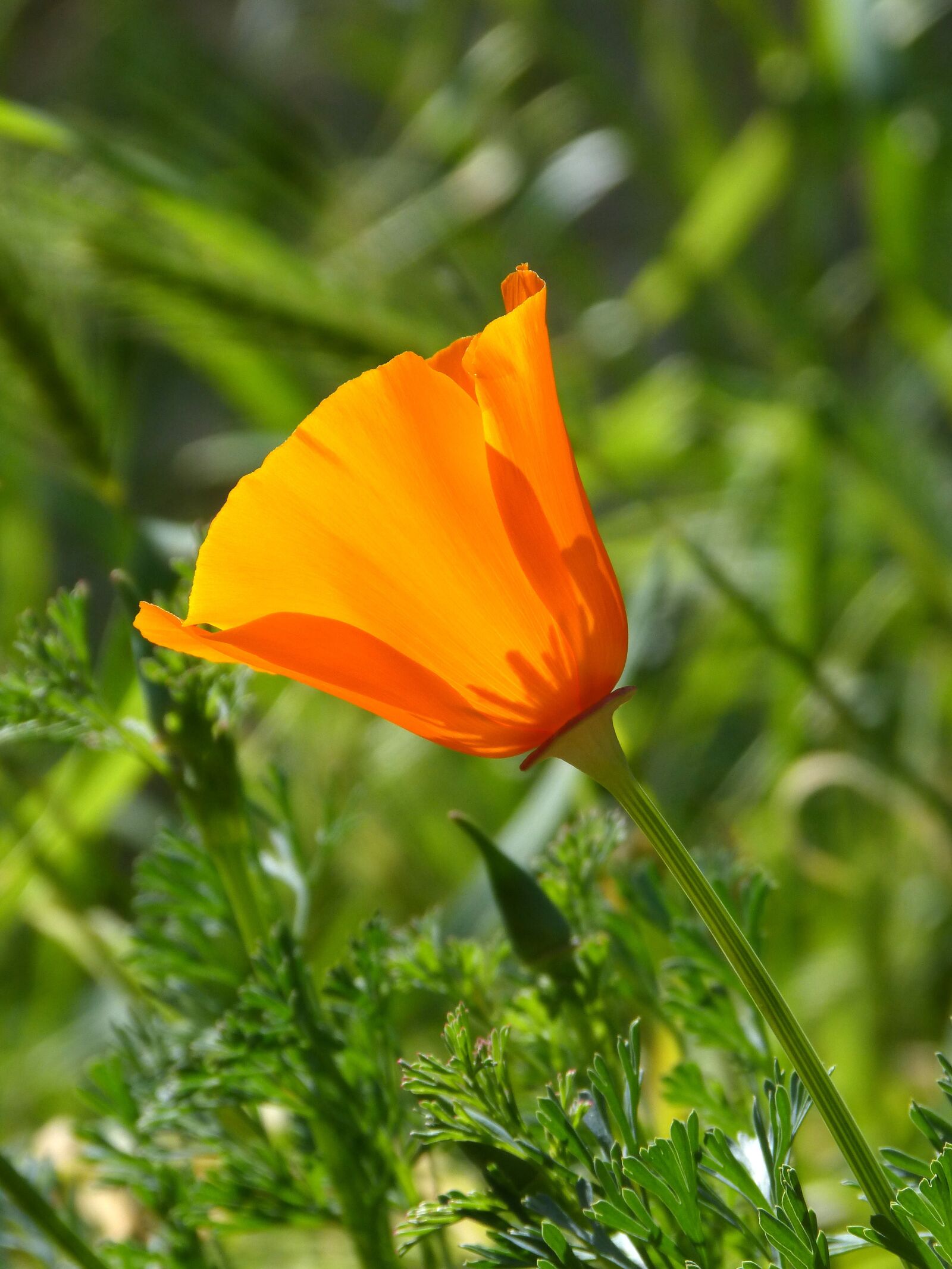Panasonic DMC-FZ62 sample photo. California poppy, orange flower photography