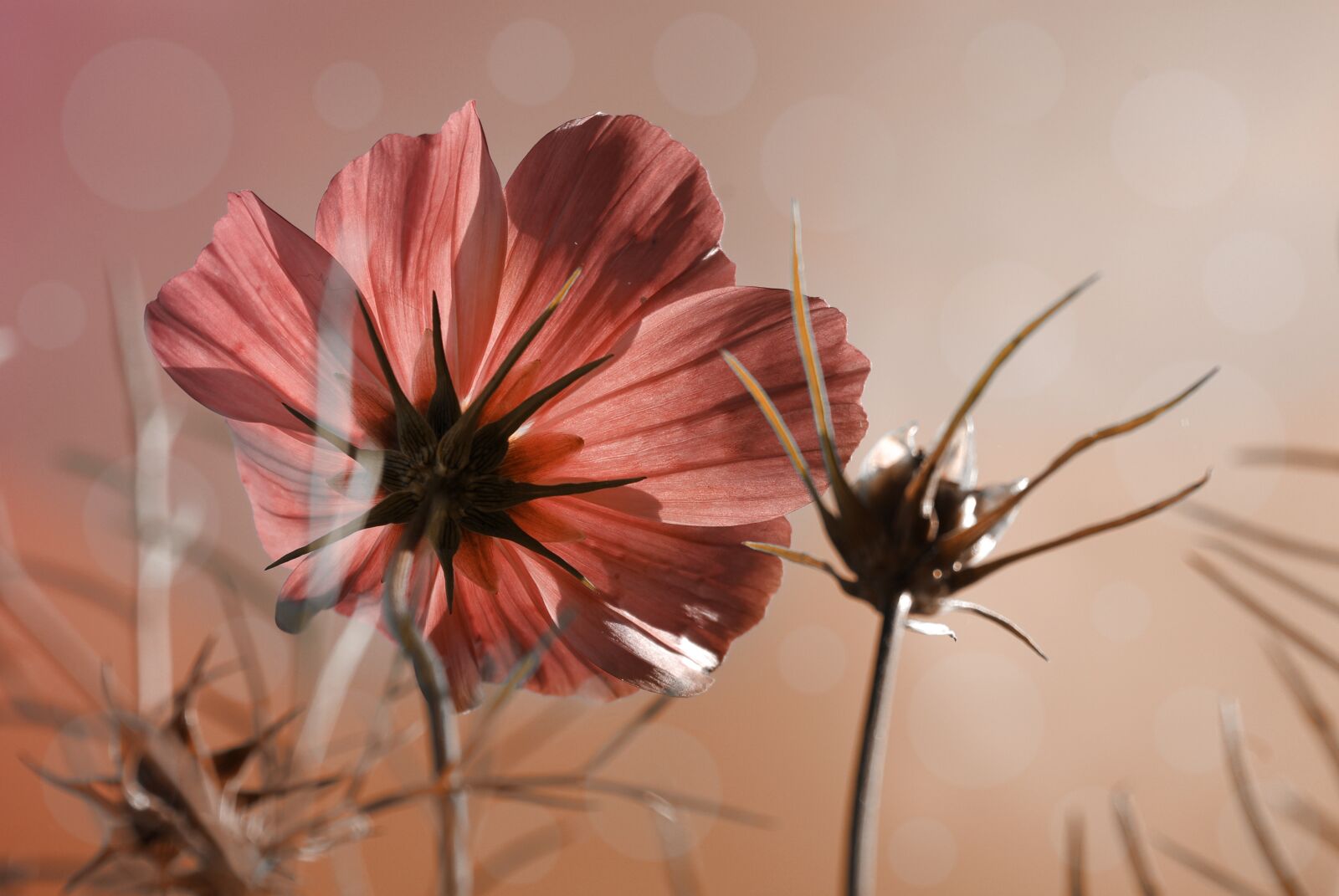 Pentax K-m (K2000) sample photo. Cosmea, flower, plant photography