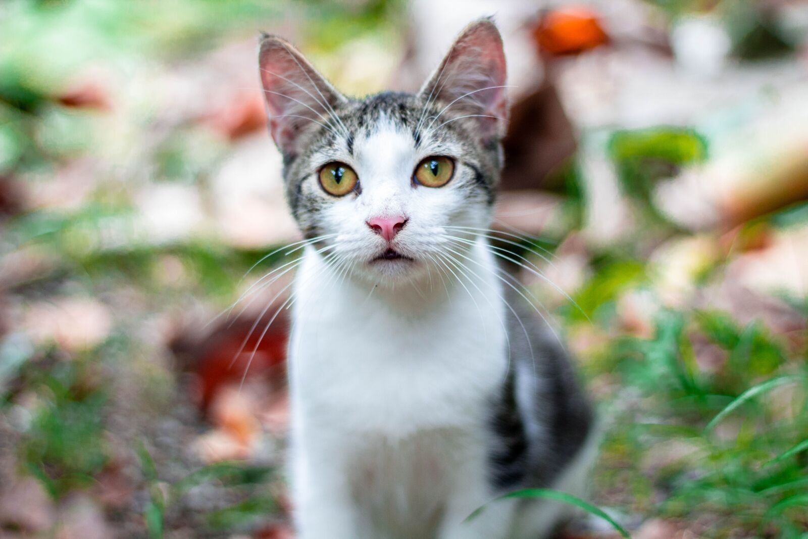 Canon EF 50mm F1.8 STM sample photo. Cat, adorable, feline photography
