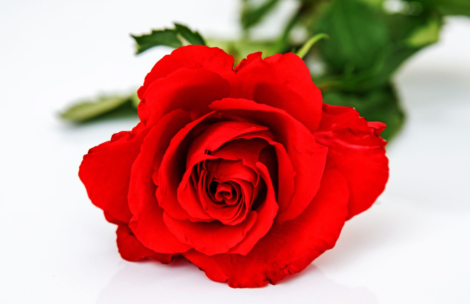 Nikon D800 sample photo. Red rose, rose, flower photography