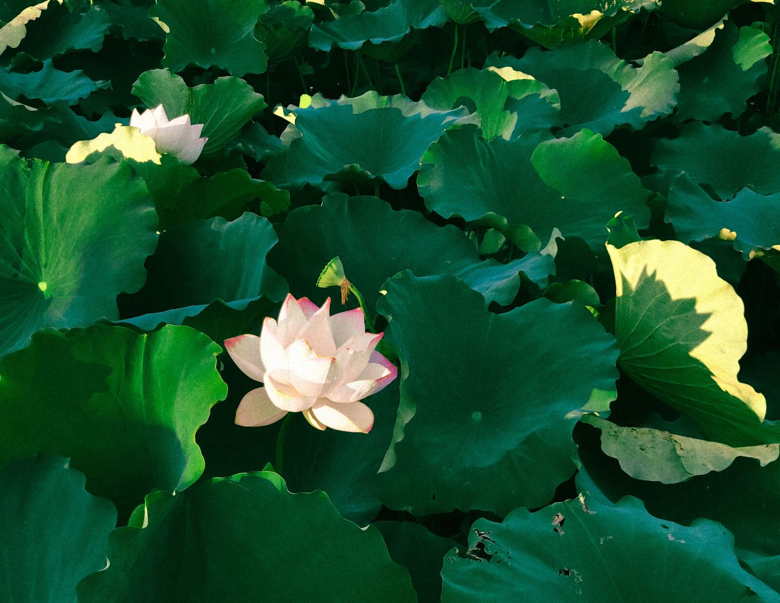 Xiaomi MIX 2S sample photo. Lotus, lotus leaf, green photography