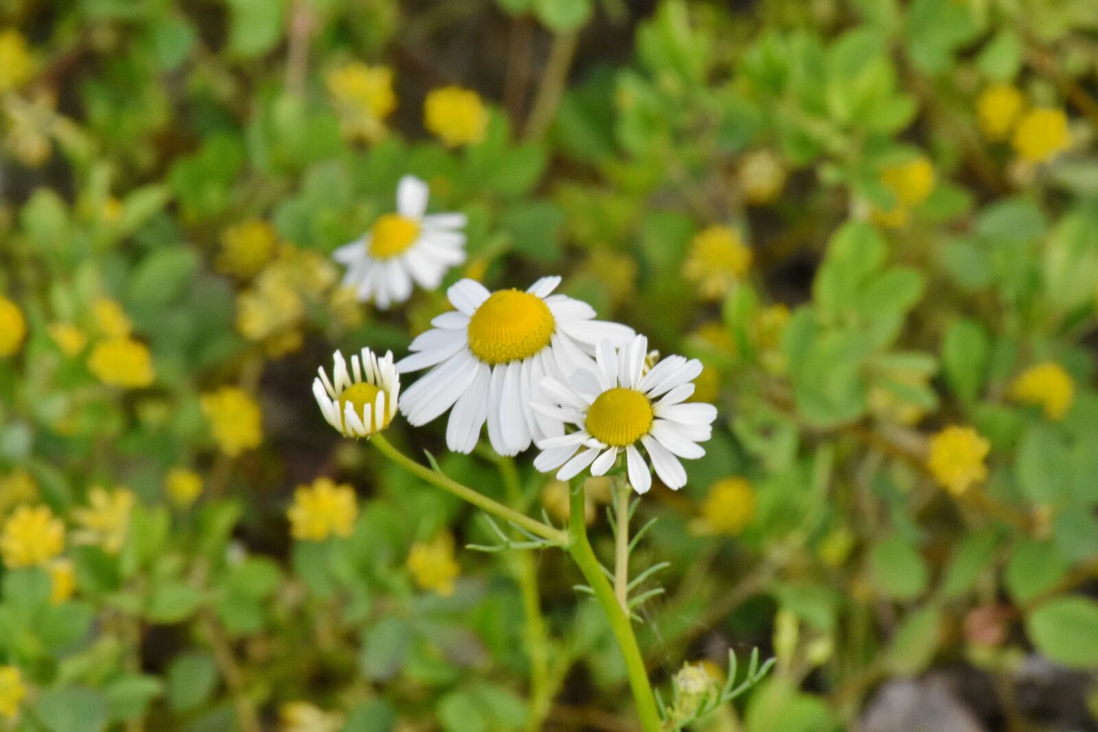 Nikon D5500 sample photo. Chamomile, daisy, herb, spring photography