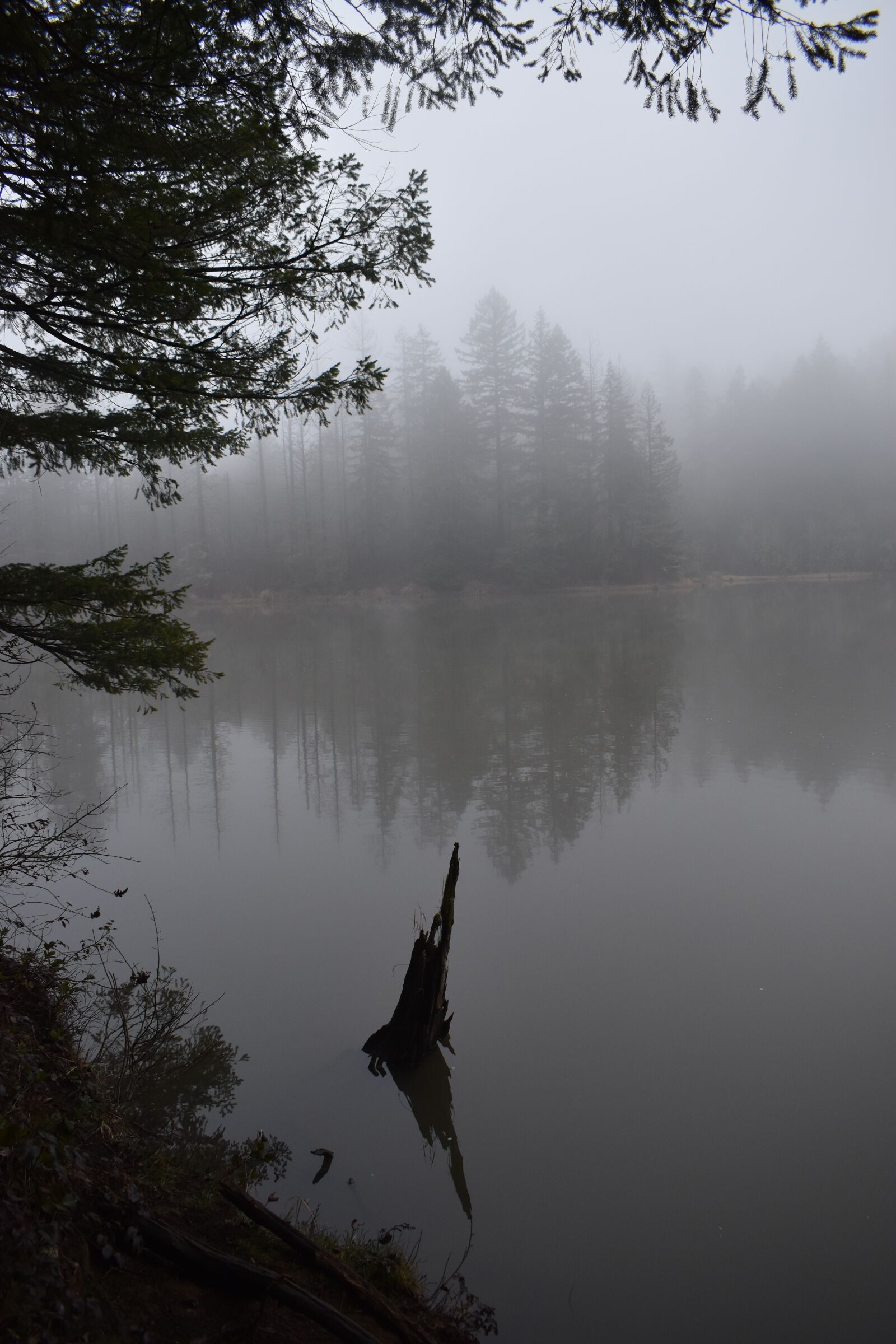 Nikon D3500 sample photo. Fog, trees, water photography