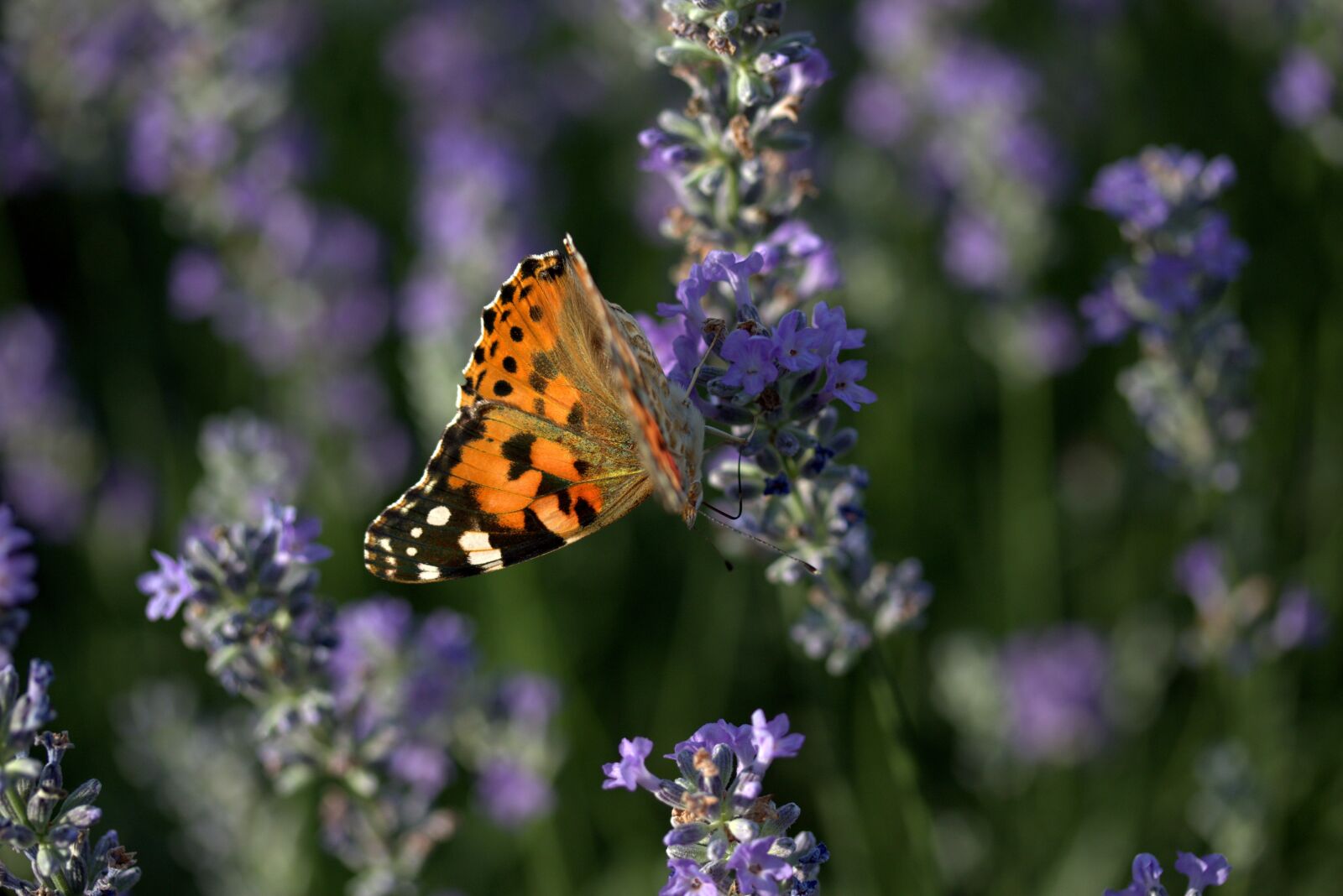 Canon EF-S 60mm F2.8 Macro USM sample photo. Butterfly, lavender, insecta photography