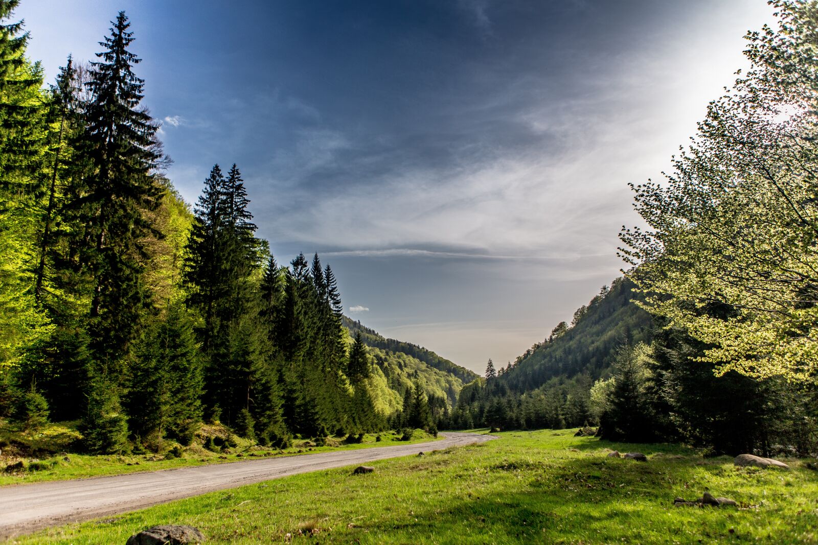 Canon EOS 6D + Canon EF 24-70mm F2.8L USM sample photo. Nature, tree, forest photography