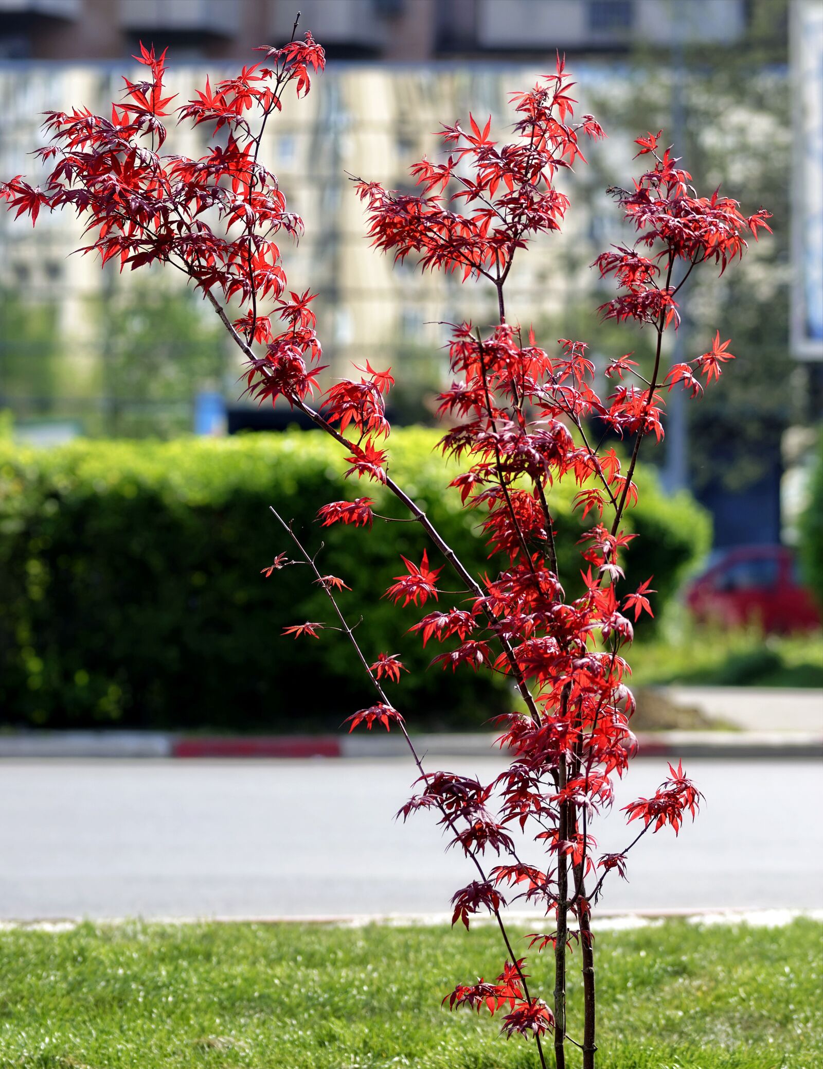 Nikon D5300 sample photo. Plant, decorative, shrub photography