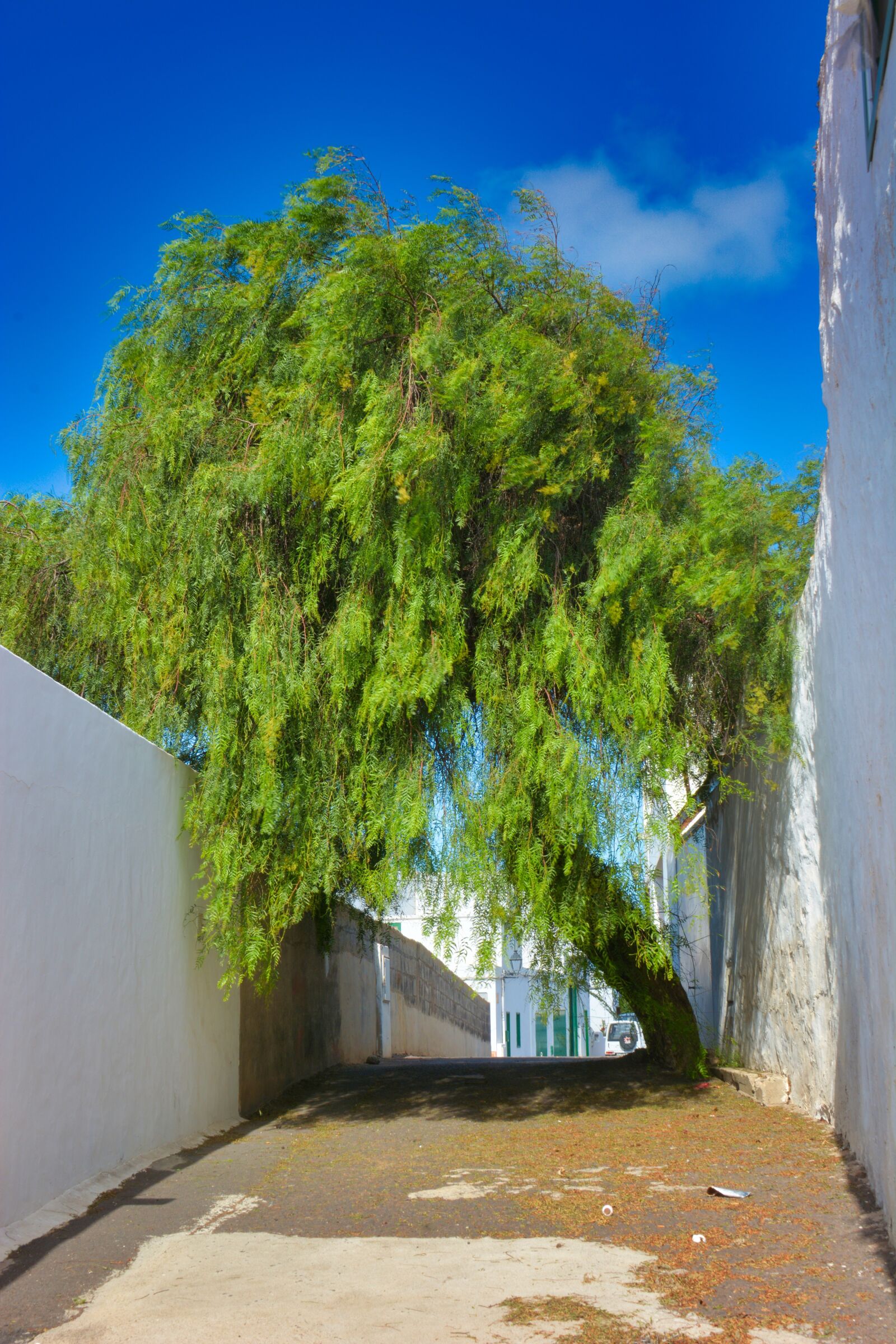 Nikon D7100 sample photo. Tree, road, street photography