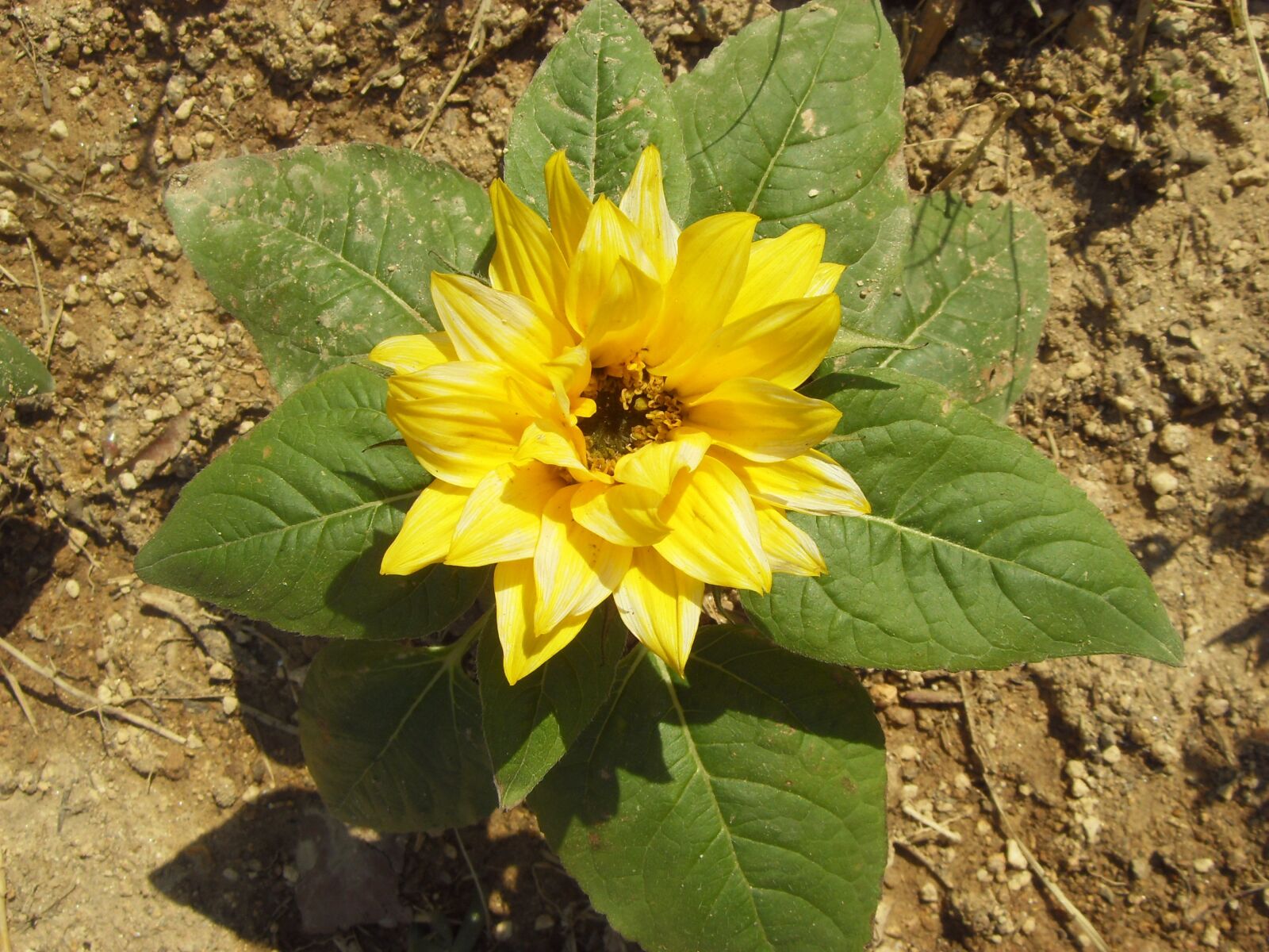 Samsung NV4,  VLUU NV4 sample photo. Flowers, yellow, plants photography