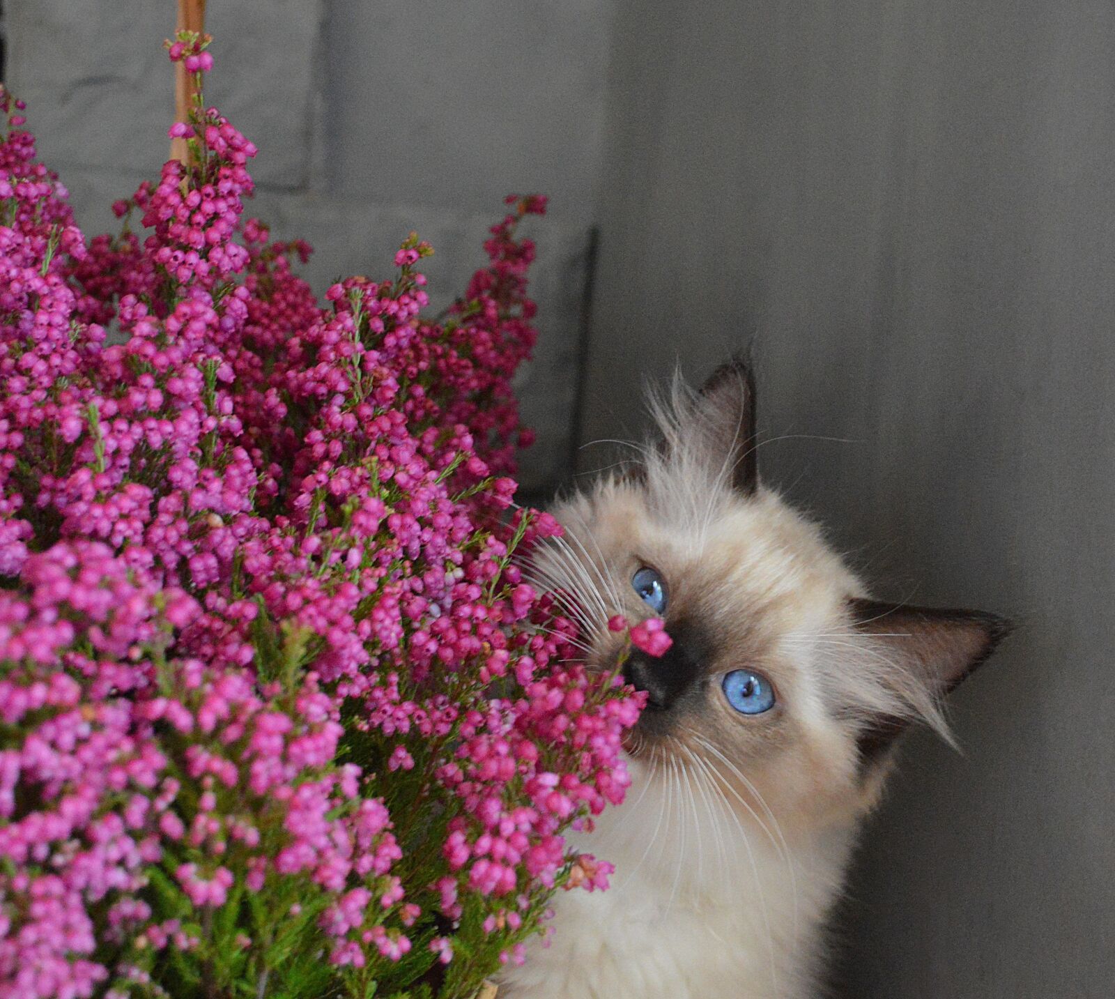 Nikon D3200 sample photo. Ragdoll, cat, funny photography
