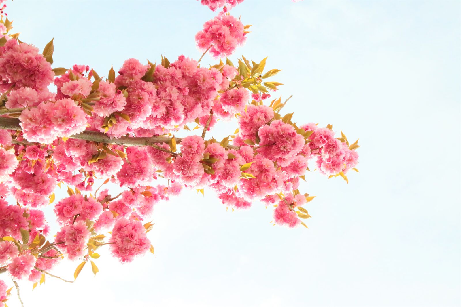 Canon EOS 5D Mark III + Canon EF 24-105mm F4L IS USM sample photo. Flowers, japanese cherry, pink photography