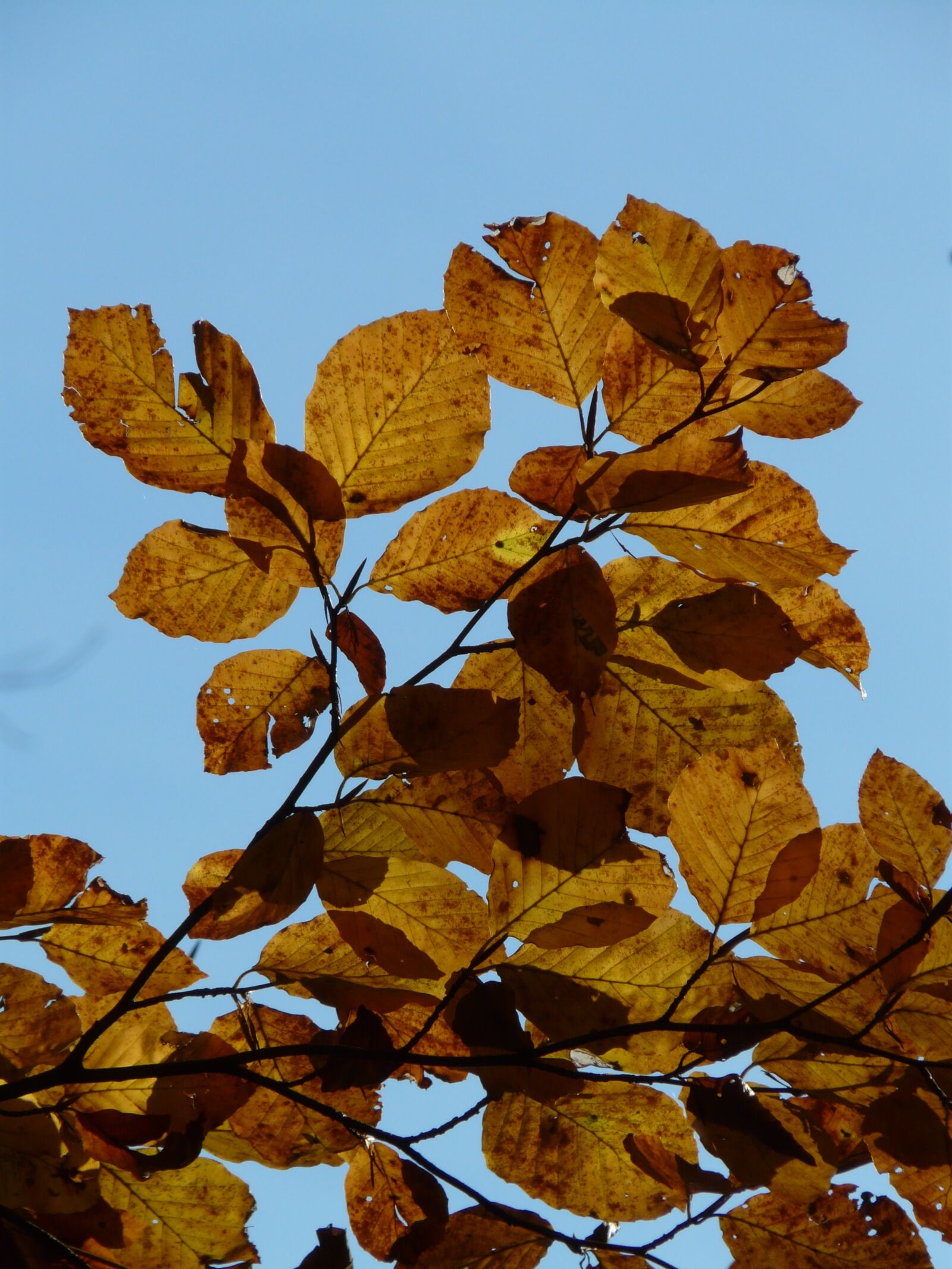 Panasonic DMC-FZ18 sample photo. Beech, fagus sylvatica, fagus photography