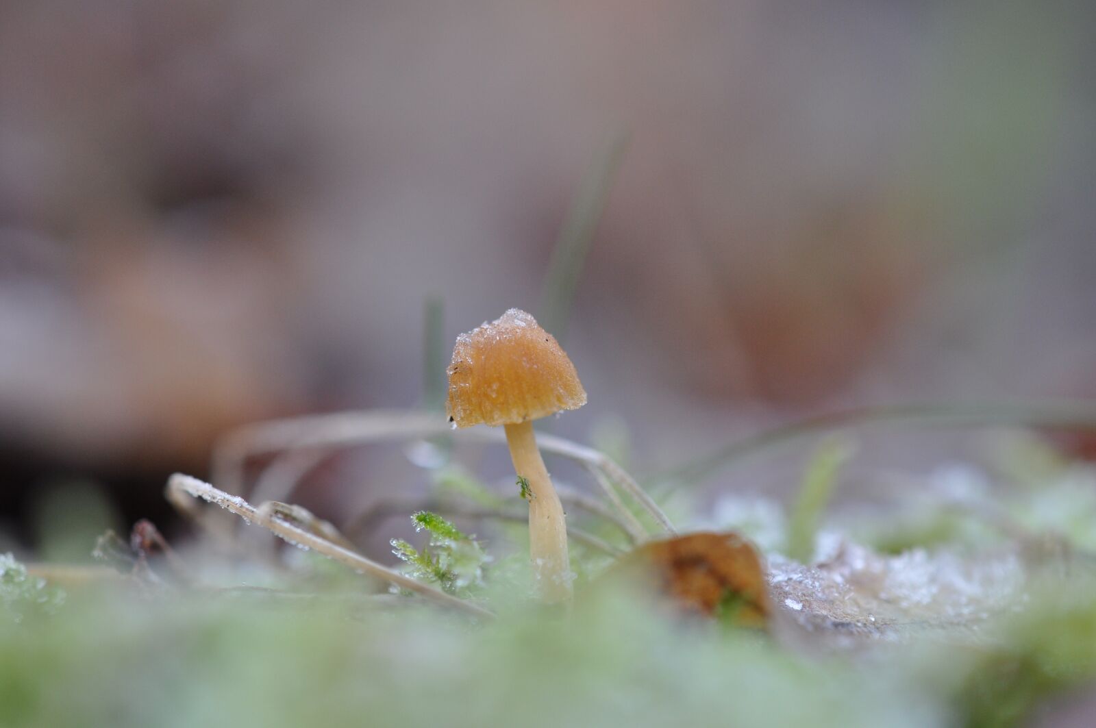 Nikon D5000 sample photo. Forest, hiking, mushroom photography