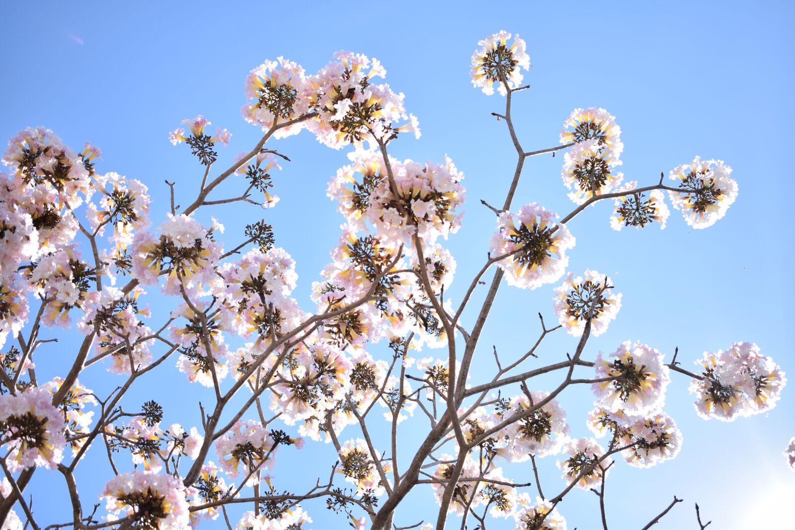 Nikon D5300 sample photo. Flowers, pink, c photography