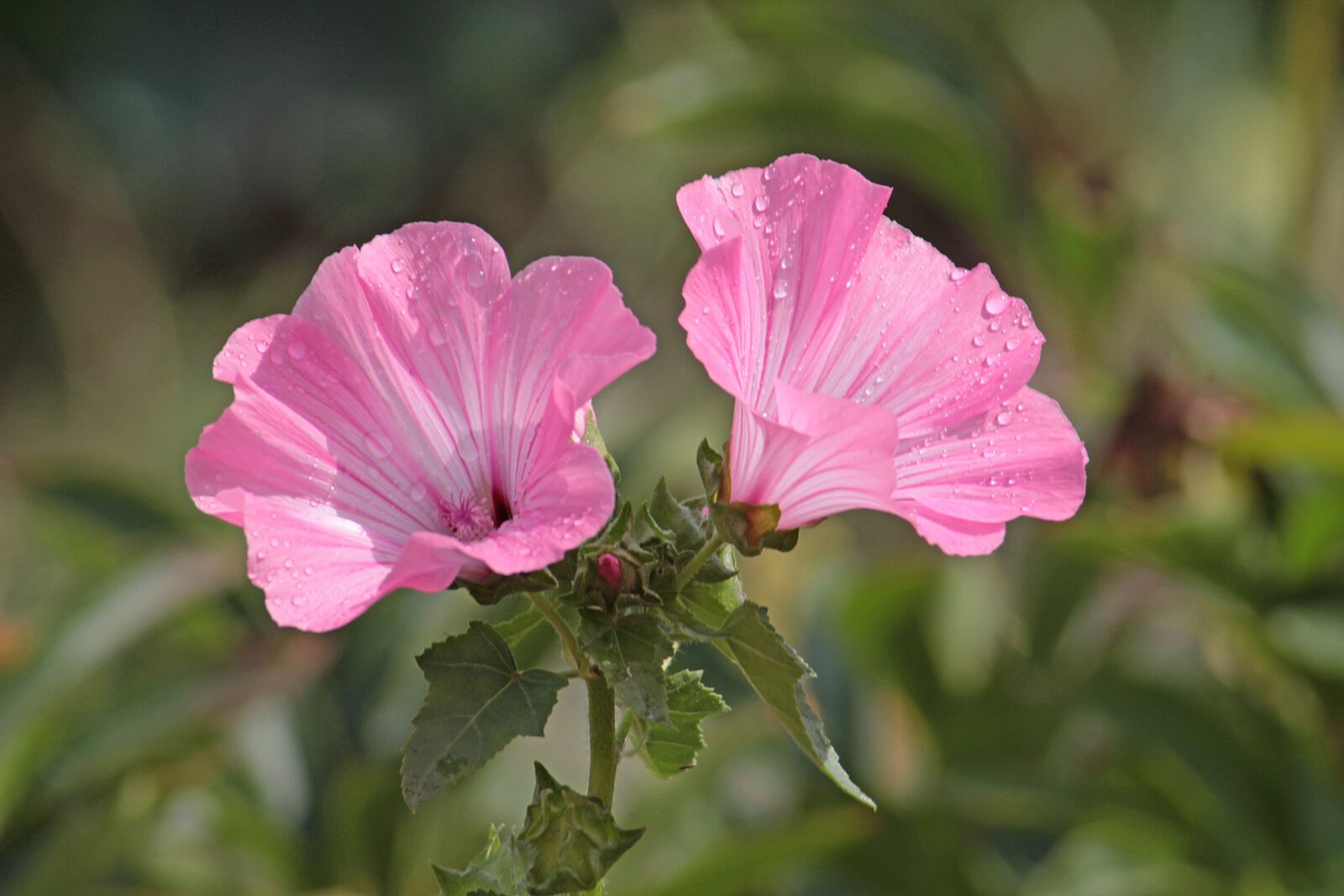 Canon EOS 700D (EOS Rebel T5i / EOS Kiss X7i) sample photo. Flowers, mallow, flora photography