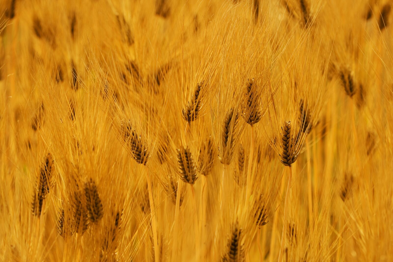 Canon EOS 400D (EOS Digital Rebel XTi / EOS Kiss Digital X) sample photo. Barley, autumn, landscape photography