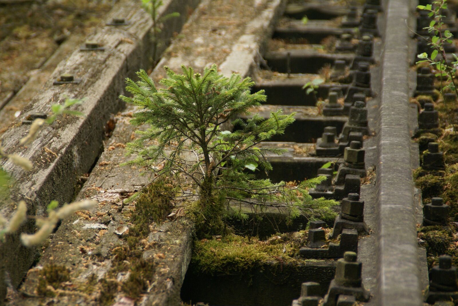 Sony Alpha DSLR-A100 sample photo. Tree, rail, moss photography