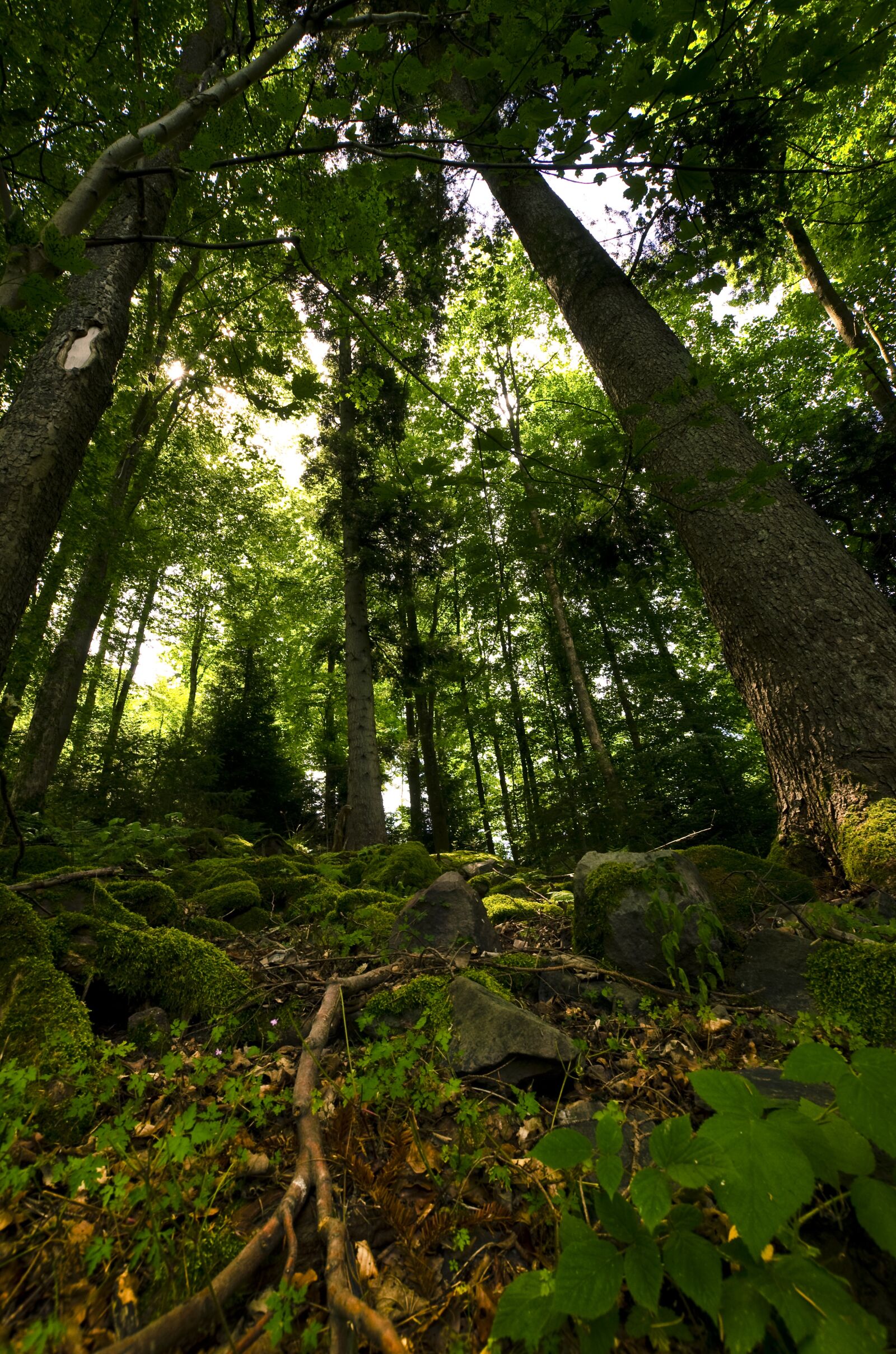 Nikon D5100 sample photo. Forest hill, forest, glade photography