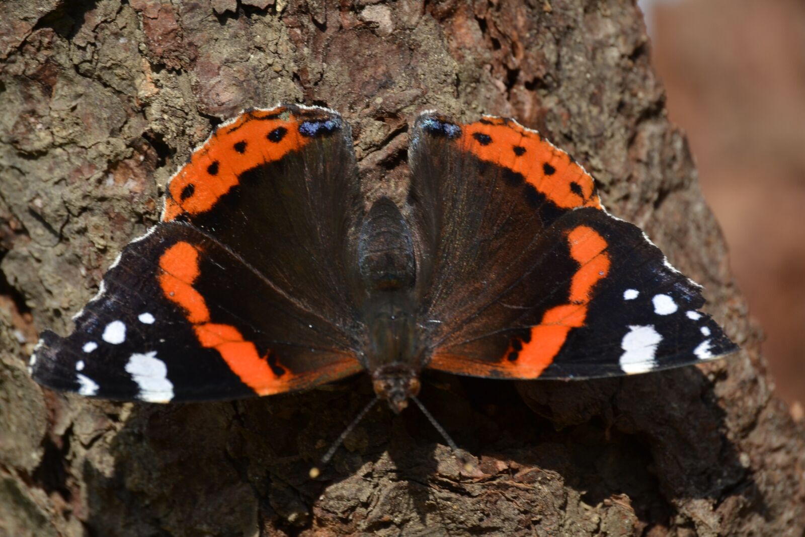 Nikon D3100 sample photo. Butterfly, close up, insect photography