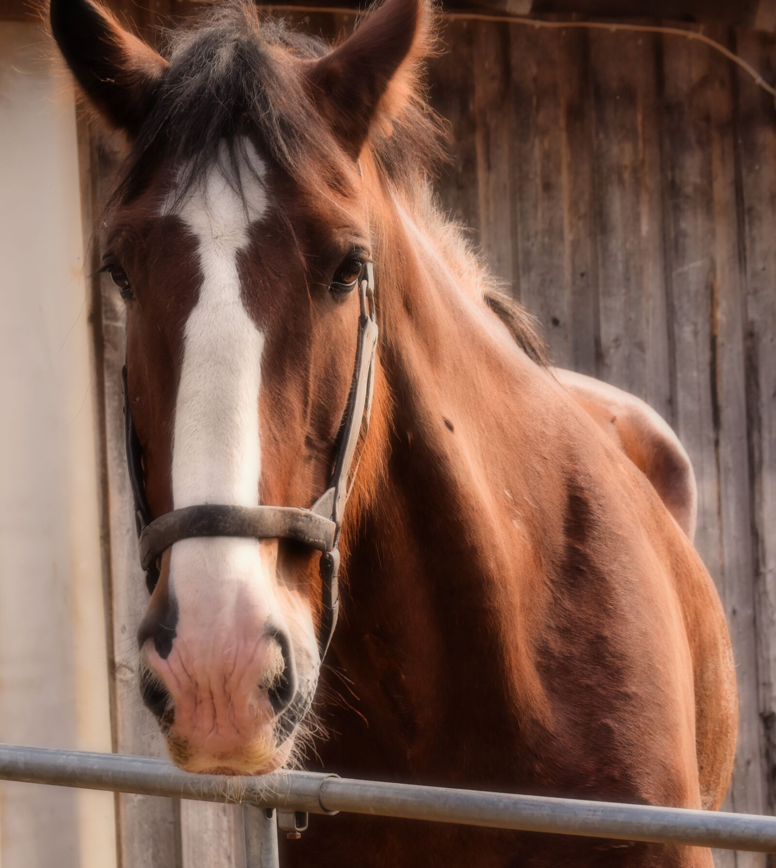 Nikon D7200 sample photo. Shire horse, horse, brown photography