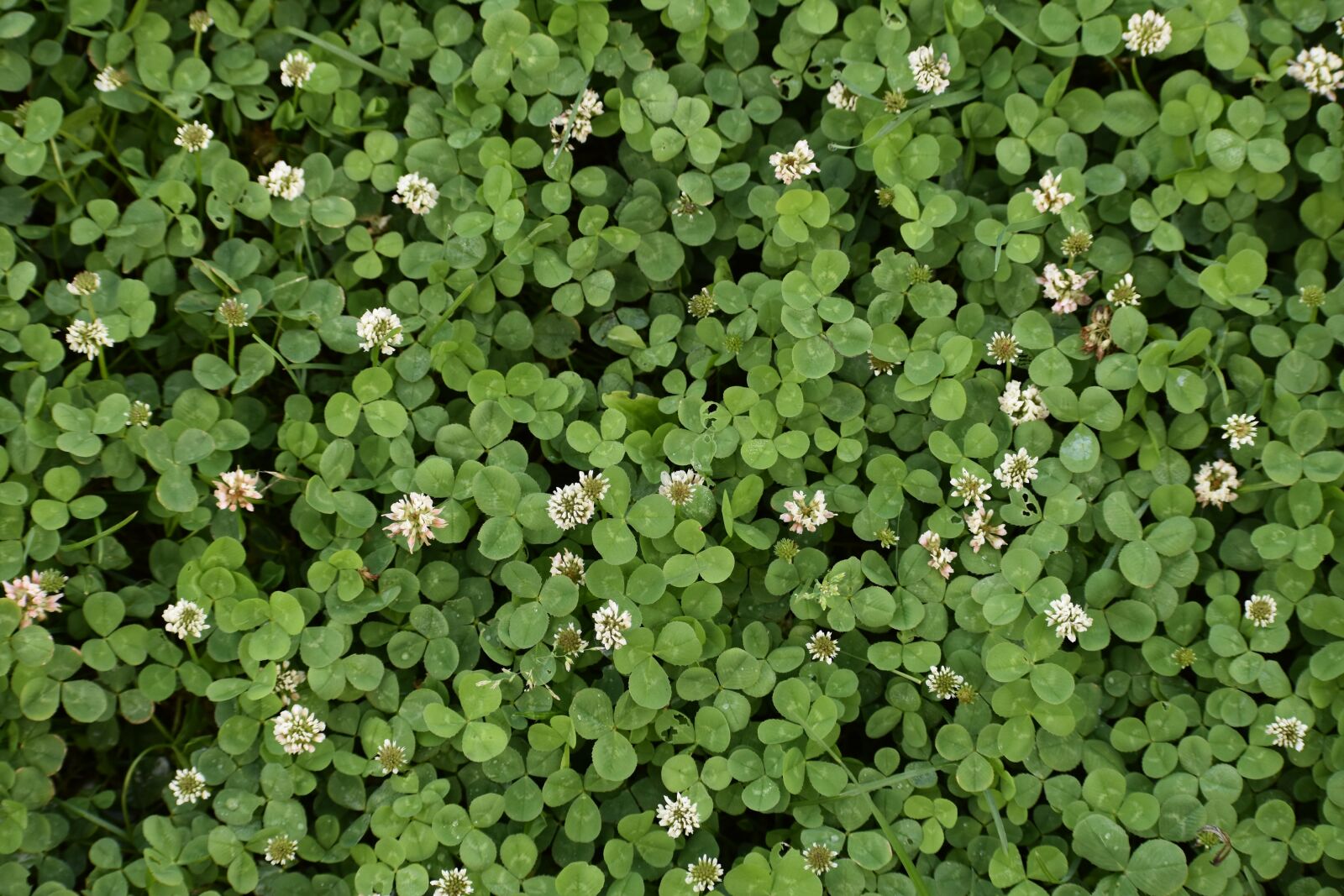 Nikon D3400 sample photo. Background, green, clover photography