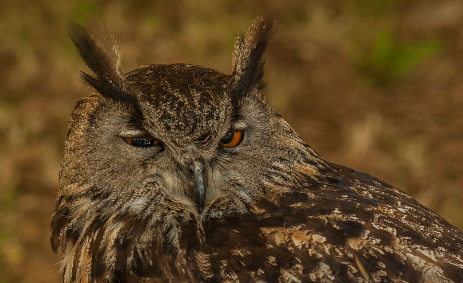 Tamron AF 70-300mm F4-5.6 Di LD Macro sample photo. Bird, raptor, grand duke photography