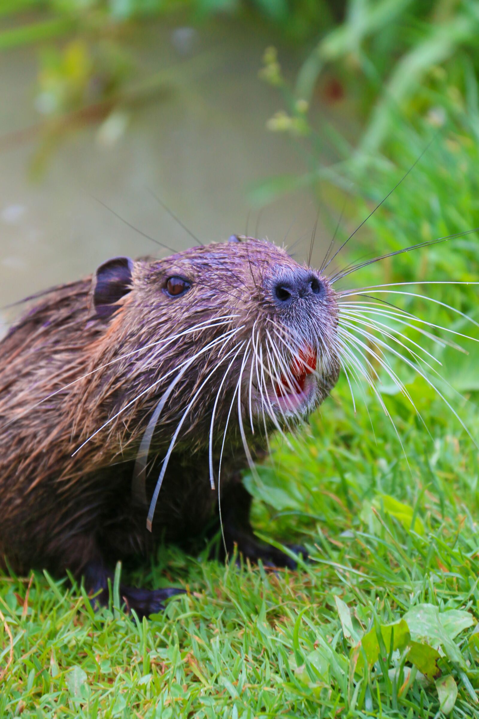 Canon EOS 70D sample photo. Nutria, animal, rodents photography