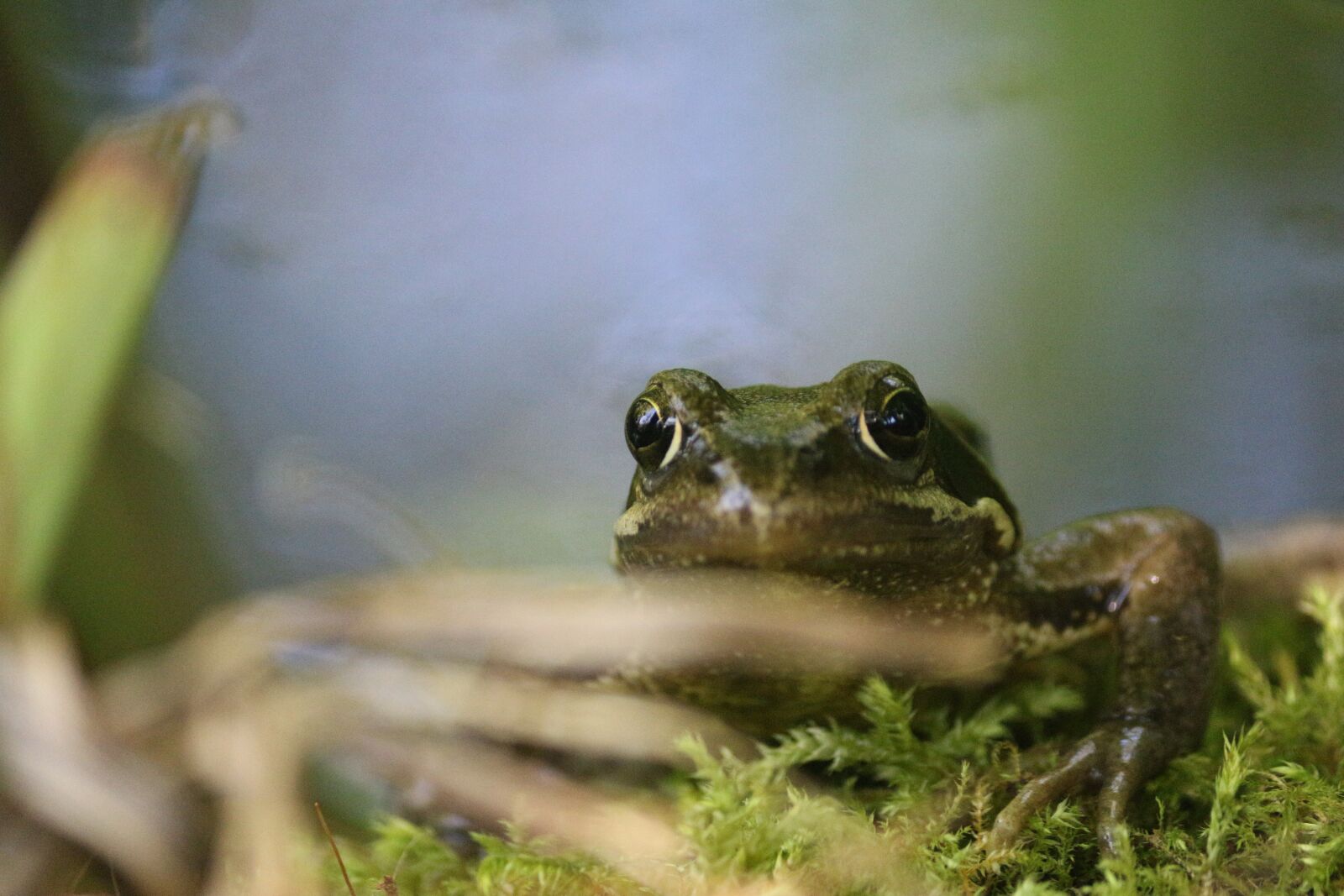 Canon EOS 70D sample photo. Frog, amphibian, pond photography