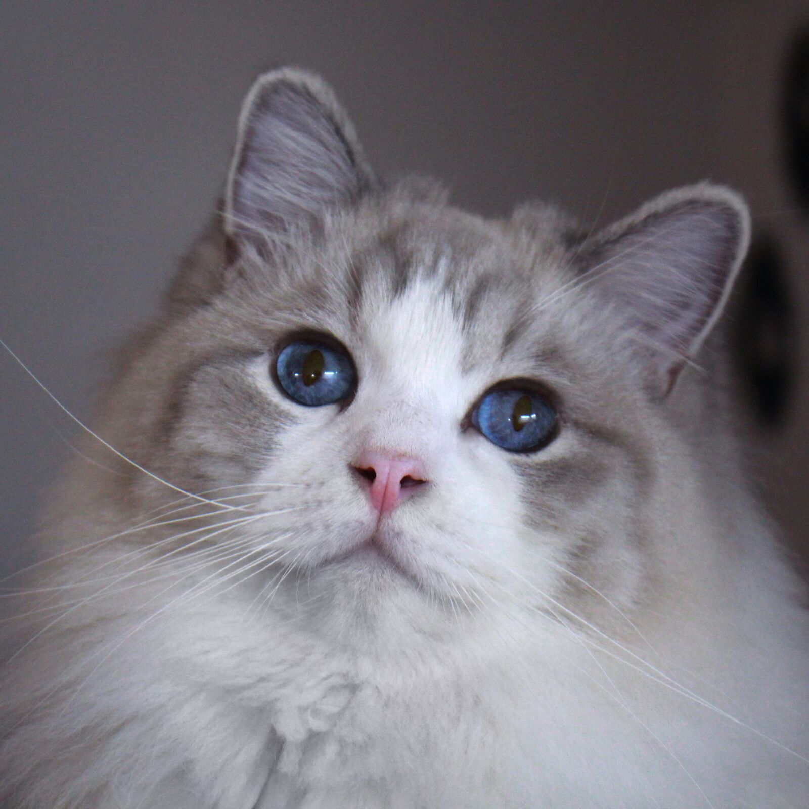 Canon EOS 600D (Rebel EOS T3i / EOS Kiss X5) sample photo. Cat, animal, ragdolls photography