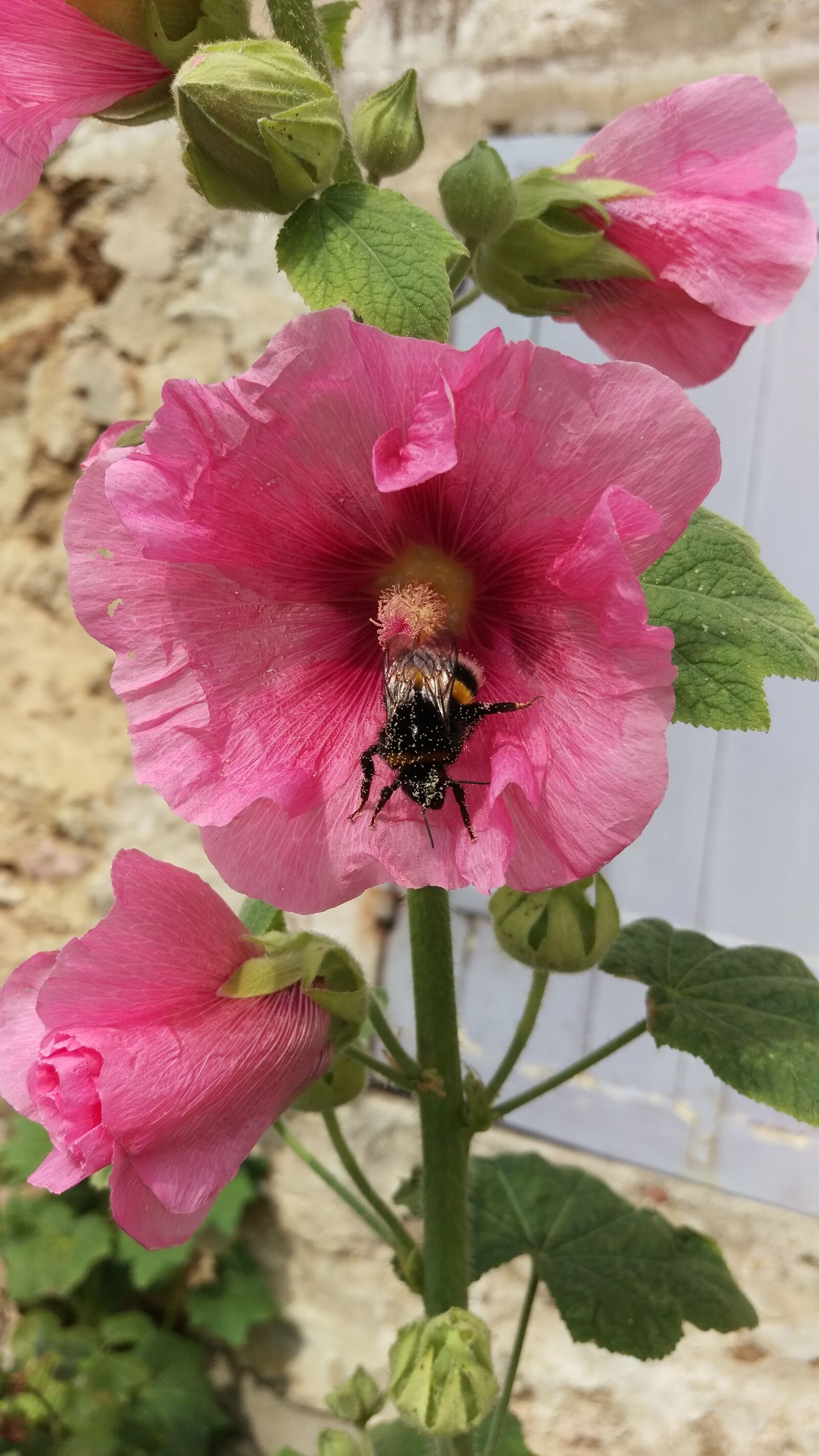 HTC ONE M9 sample photo. Hollyhock, flowers, bumblebee photography