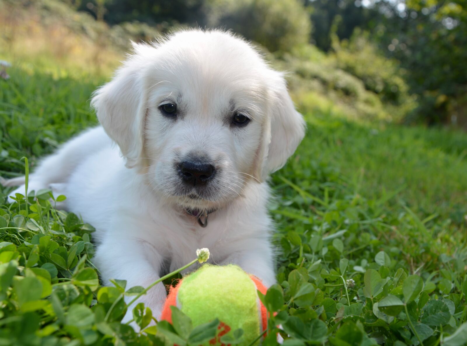 Nikon D5200 sample photo. Golden retriever, dog, male photography