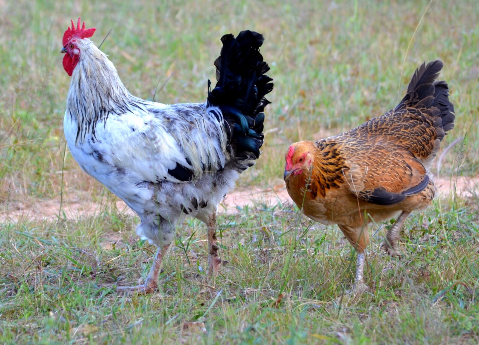 Nikon D3100 sample photo. Hen, poultry, bird photography