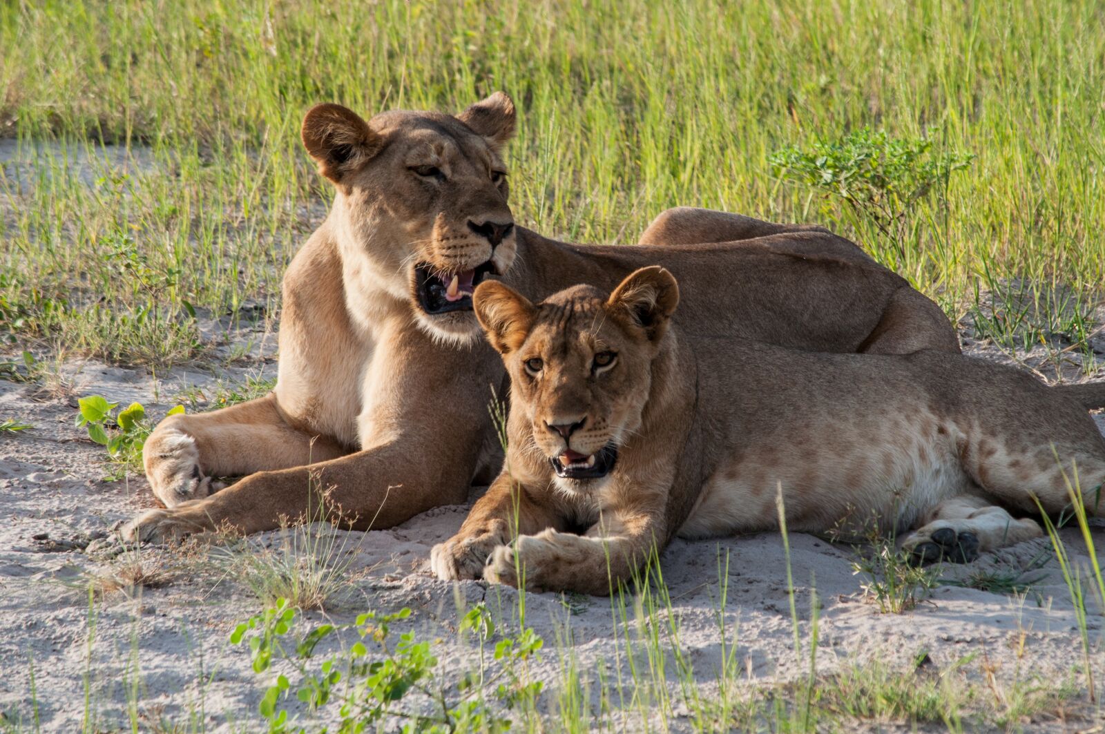 Nikon D5000 sample photo. Leo, africa, animal photography
