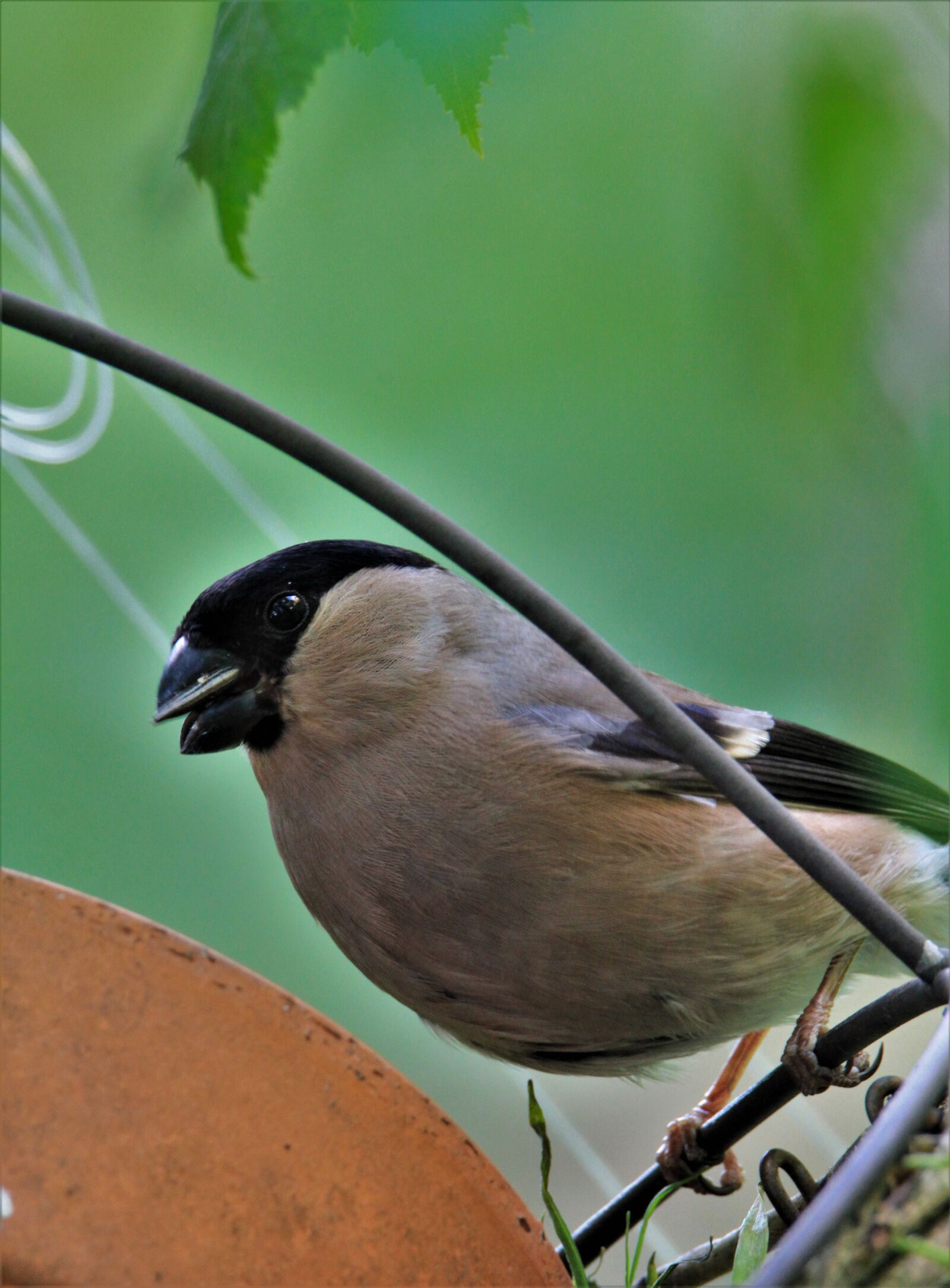 Tamron SP 150-600mm F5-6.3 Di VC USD sample photo. Gimpel, bullfinch, bird photography