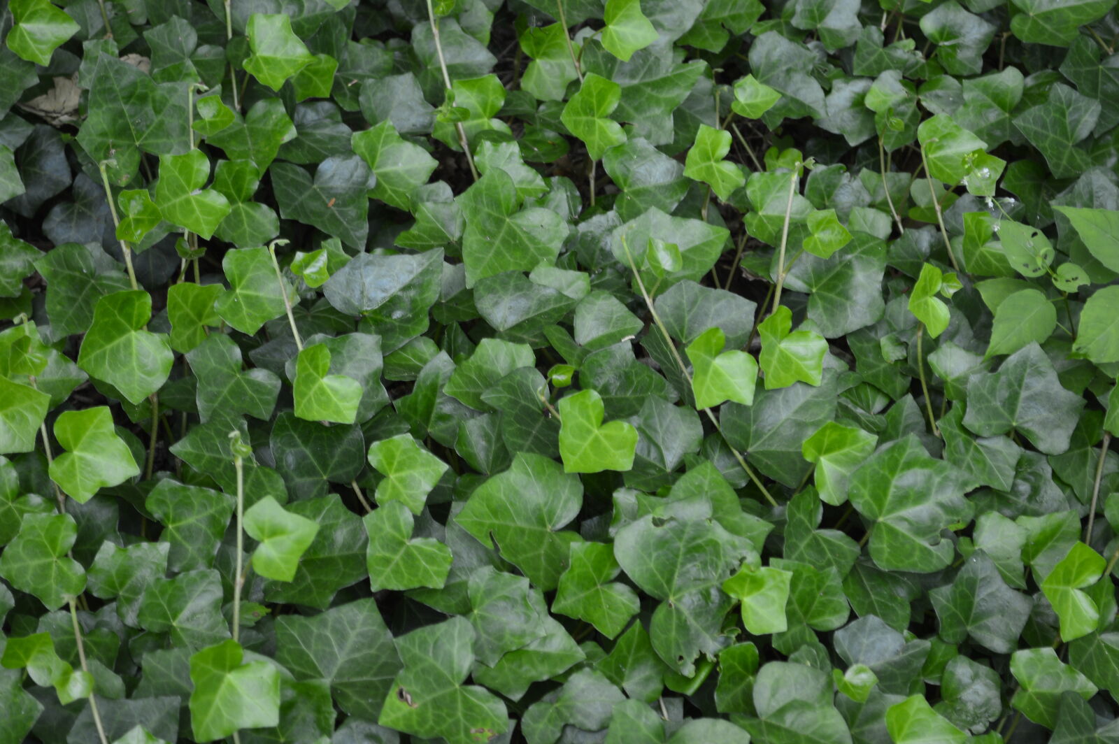 Nikon D3200 sample photo. Foliage, ivy photography