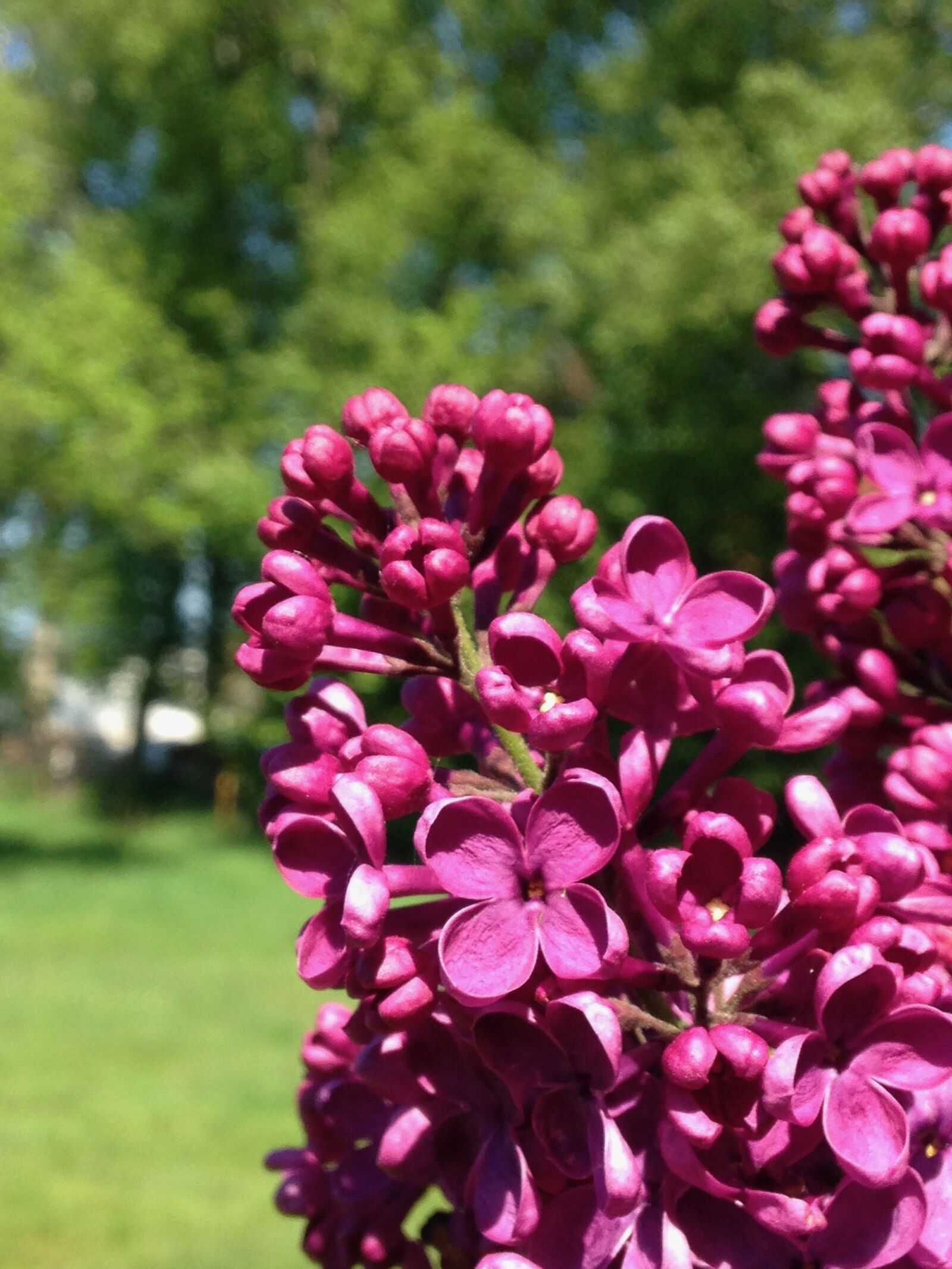 iPhone 5c back camera 4.12mm f/2.4 sample photo. Flower, shrub, blossom photography
