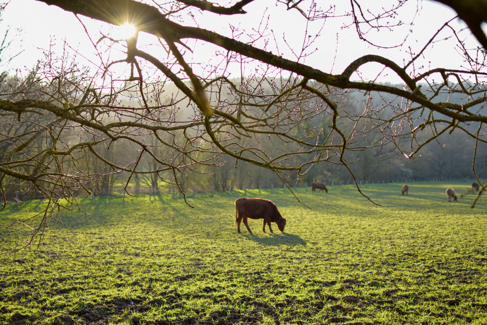 Nikon D5300 sample photo. Spring, pasture, meadow photography
