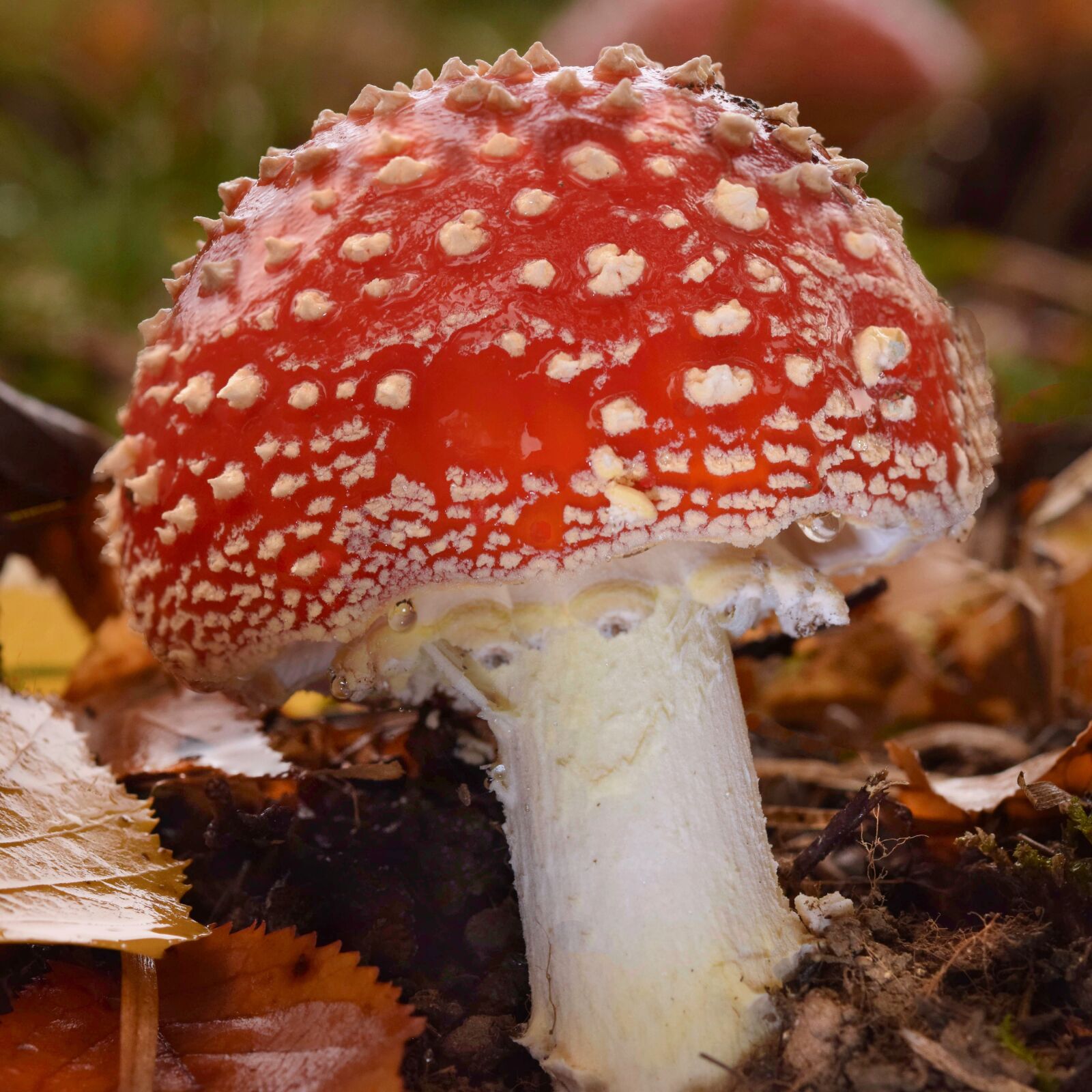 Nikon D5300 sample photo. Fly agaric, mushroom, autumn photography