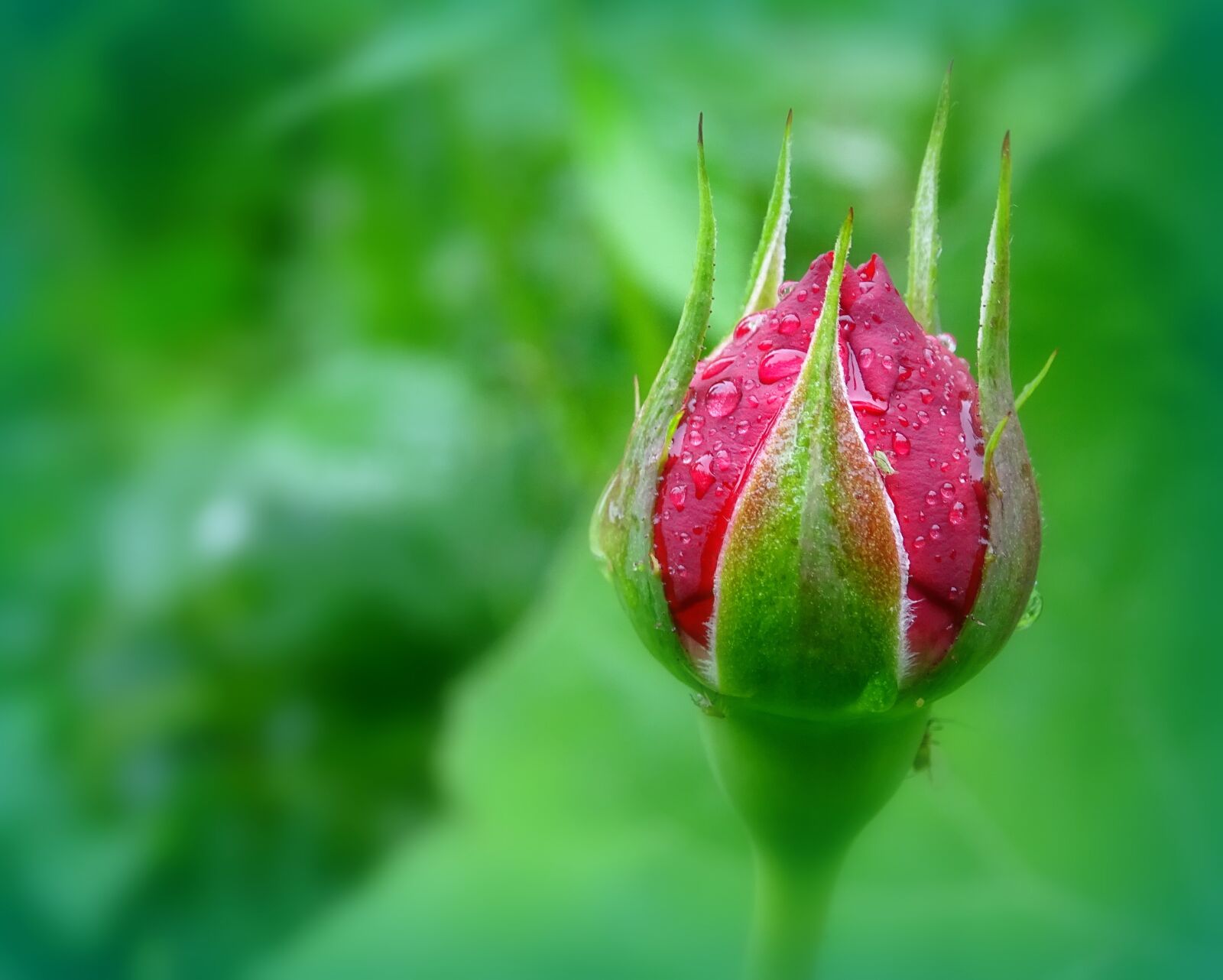 Sony Cyber-shot DSC-HX400V sample photo. Rosebud, rose, bud photography