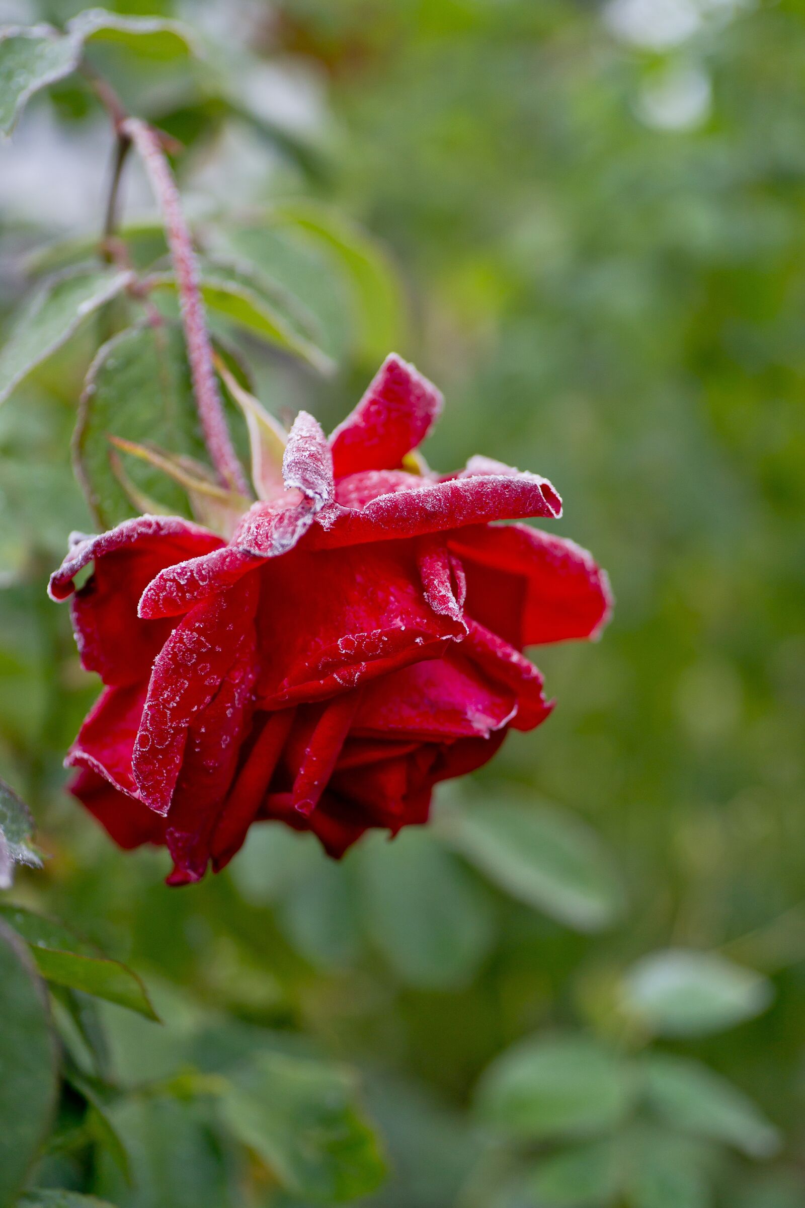 Sony Alpha DSLR-A850 sample photo. Leann, flower, rose photography