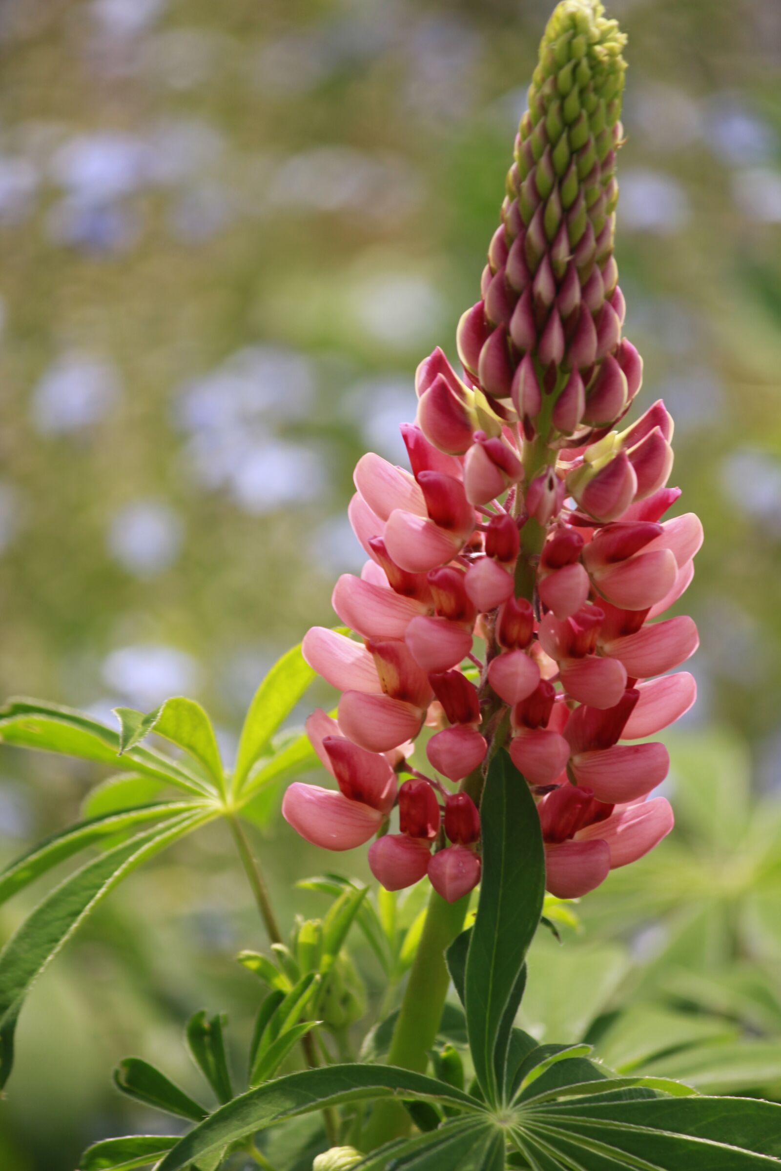 Canon EOS 550D (EOS Rebel T2i / EOS Kiss X4) sample photo. Lupine, pink, close photography