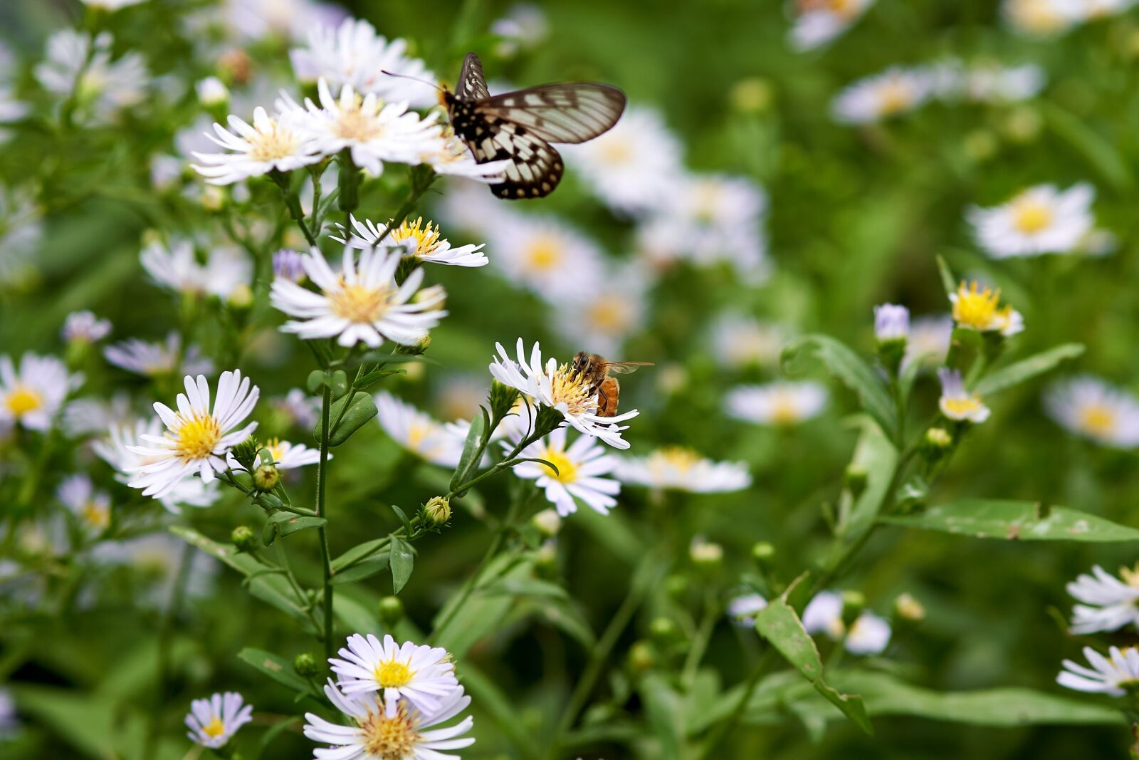 Sony FE 85mm F1.8 sample photo. Honey bee, flowers, nature photography