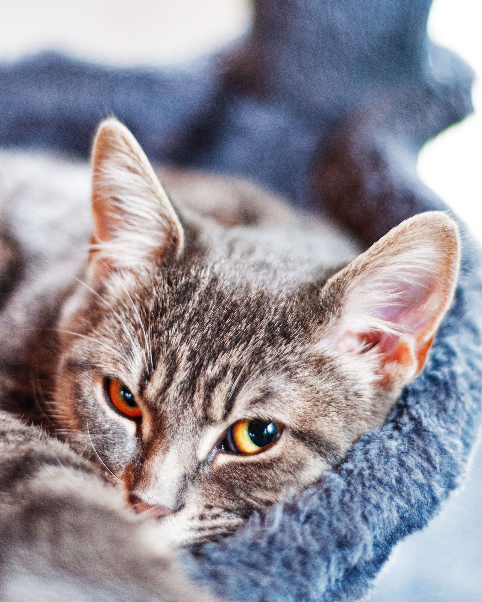 Nikon D300S sample photo. Cat, pet, sweet photography