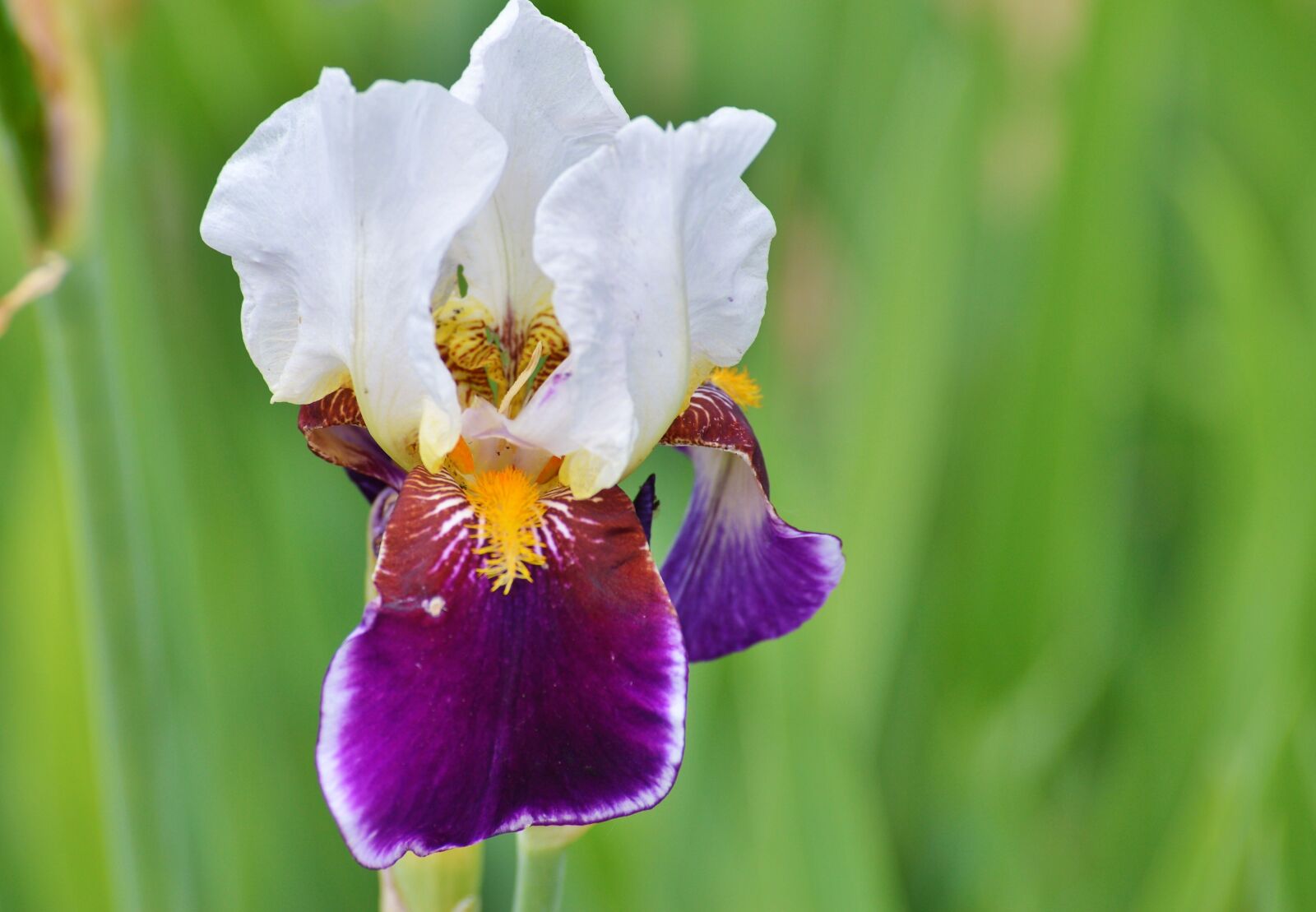 Nikon D3200 sample photo. Iris, flower, lily photography